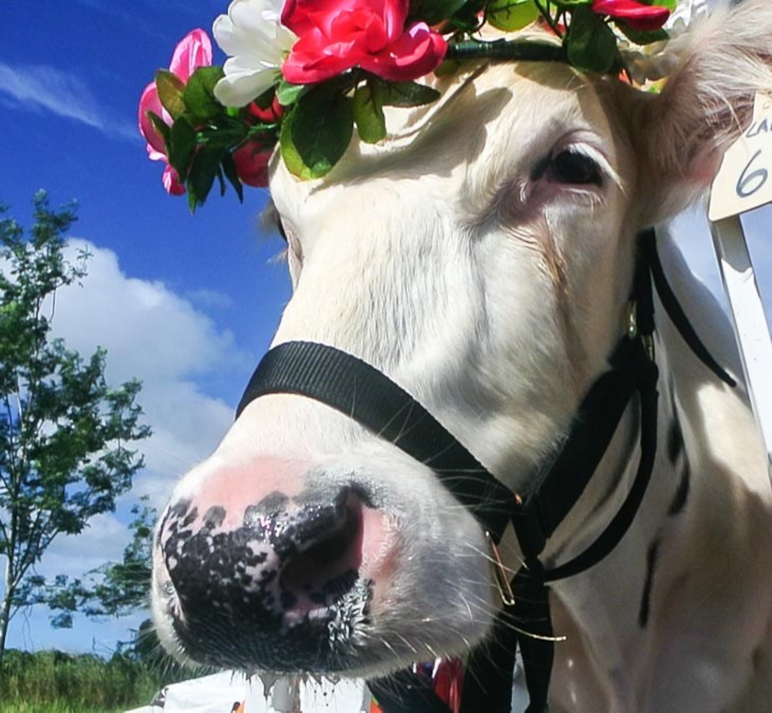 El festival se enmarca en las fiestas patronales dedicadas a San Sebastián Mártir.