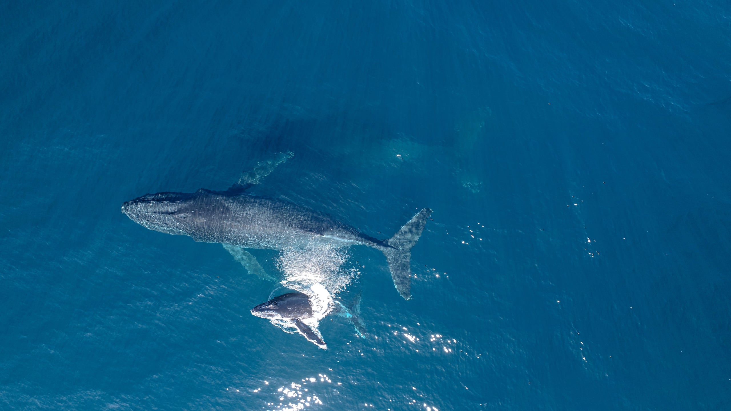 Las ballenas jorobadas que migran anualmente por la costa este de Australia fueron más felices durante el primer año de la pandemia del COVID-19, cuando el país oceánico aplicó estrictas medidas de confinamiento a su población, reveló un estudio científico publicado este viernes. La investigación realizada por científicos de la Universidad de Queensland se apoyó en imágenes tomadas por drones y las muestras de grasa extraídas de varios ejemplares de ballenas jorobadas que transitaron en las aguas cercanas a la Isla North Stradbroke, a unos 100 kilómetros del sur de la ciudad de Brisbane. En la imagen, una ballena adultas y su cría en la costa este de Australia. (EFE/University of Queensland/Jake Linsky/SOLO USO EDITORIAL/SOLO DISPONIBLE PARA ILUSTRAR LA NOTICIA QUE ACOMPAÑA- CRÉDITO OBLIGATORIO)