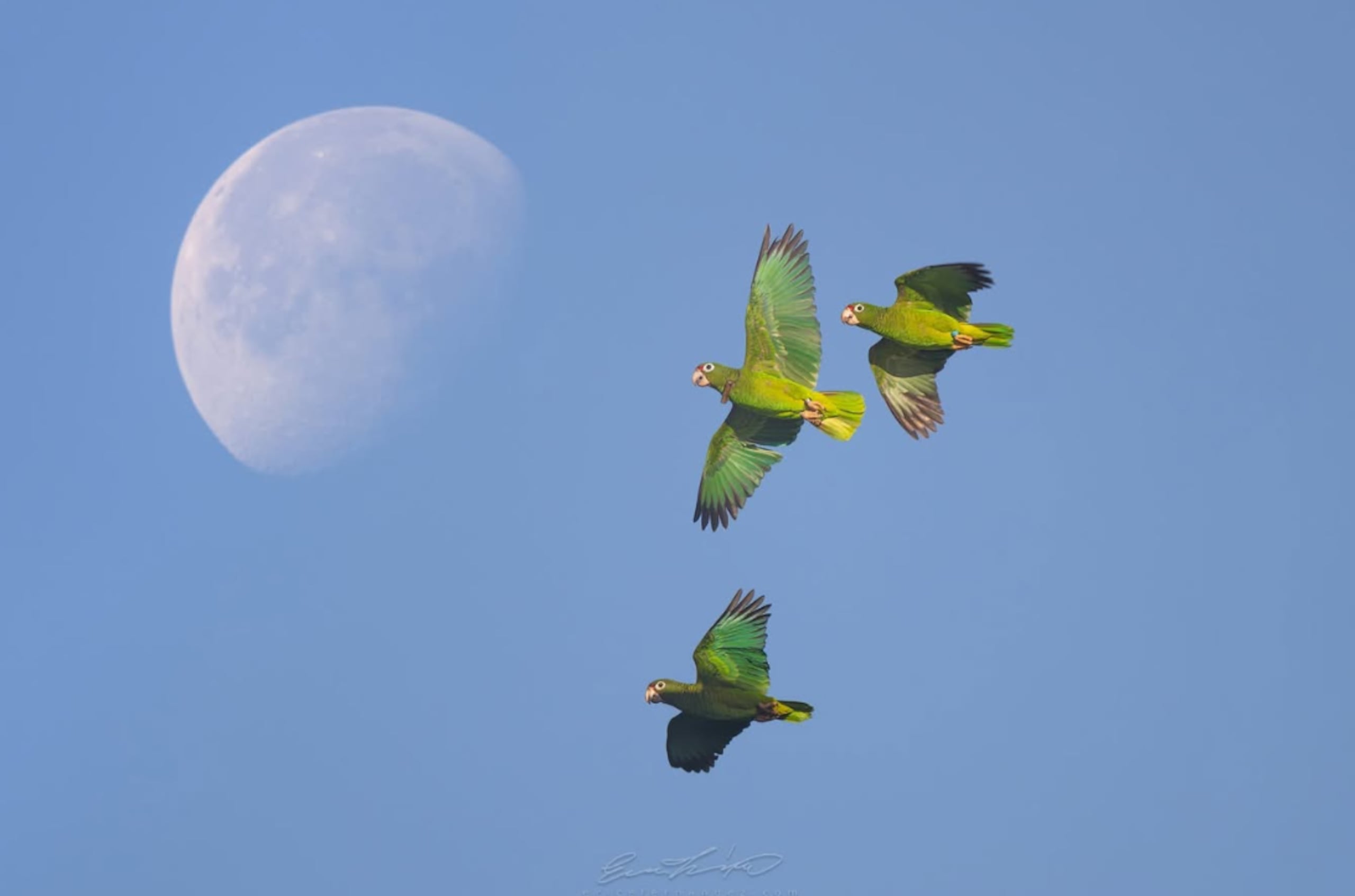 Fotografía publicada por el Servicio Federal de Pesca y Vida Silvestre en la que se documentó el primer vuelo de las cotorras puertorriqueñas liberadas en El Yunque.