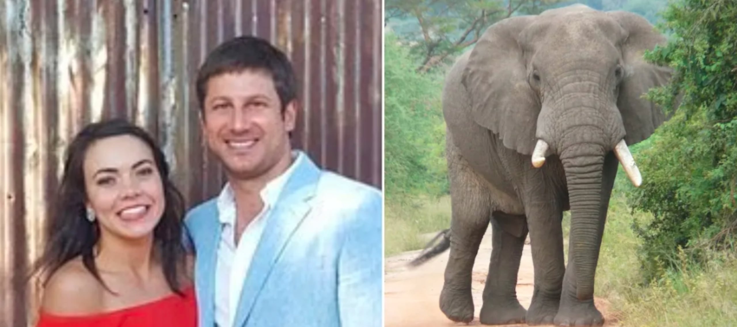 El animal lo golpeó con los colmillos y posteriormente lo pisoteó.
