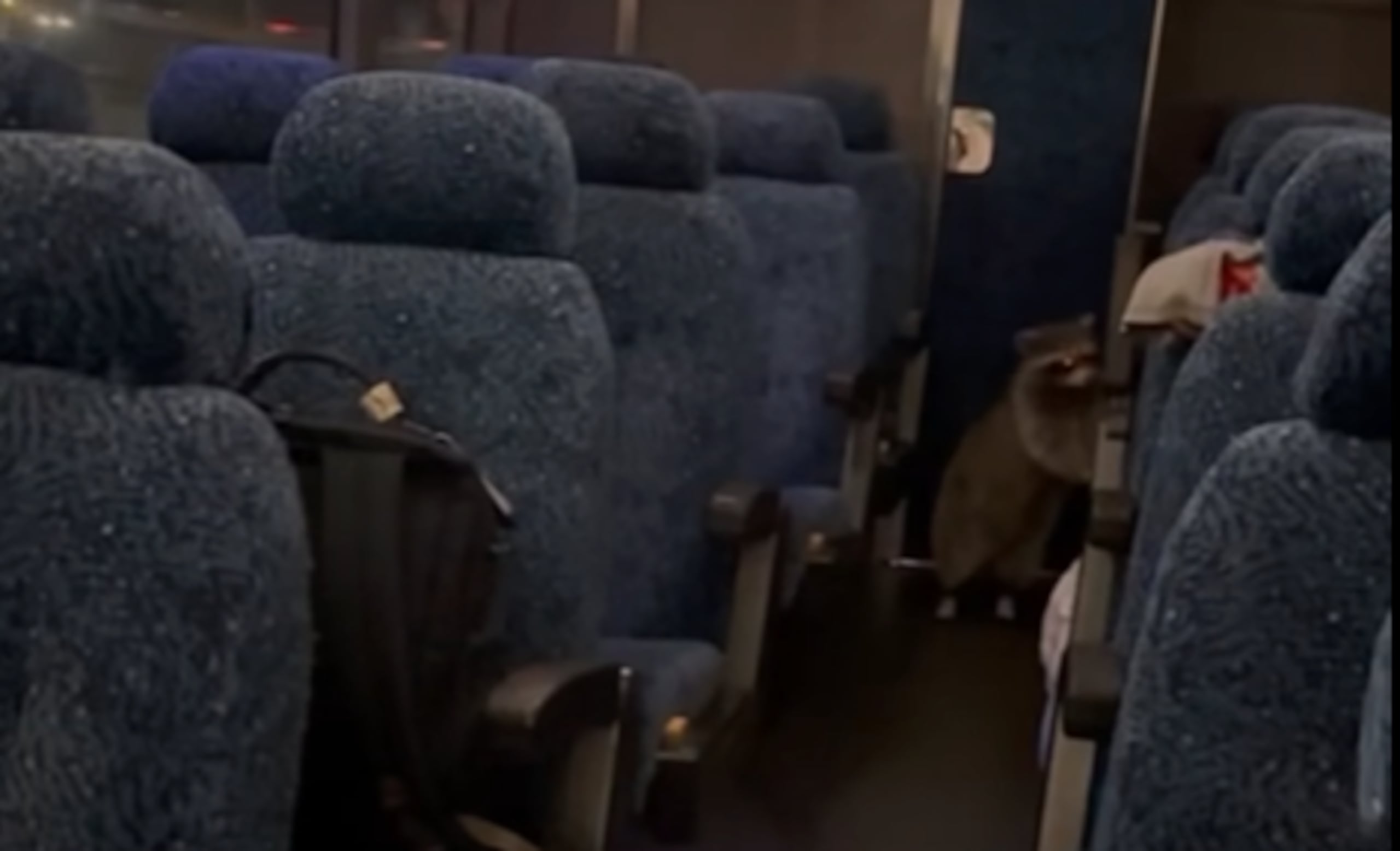 El mapache obligó a que el autobus se detuviera y sacaran a todos los integrantes de la banda antes de continuar su marcha.