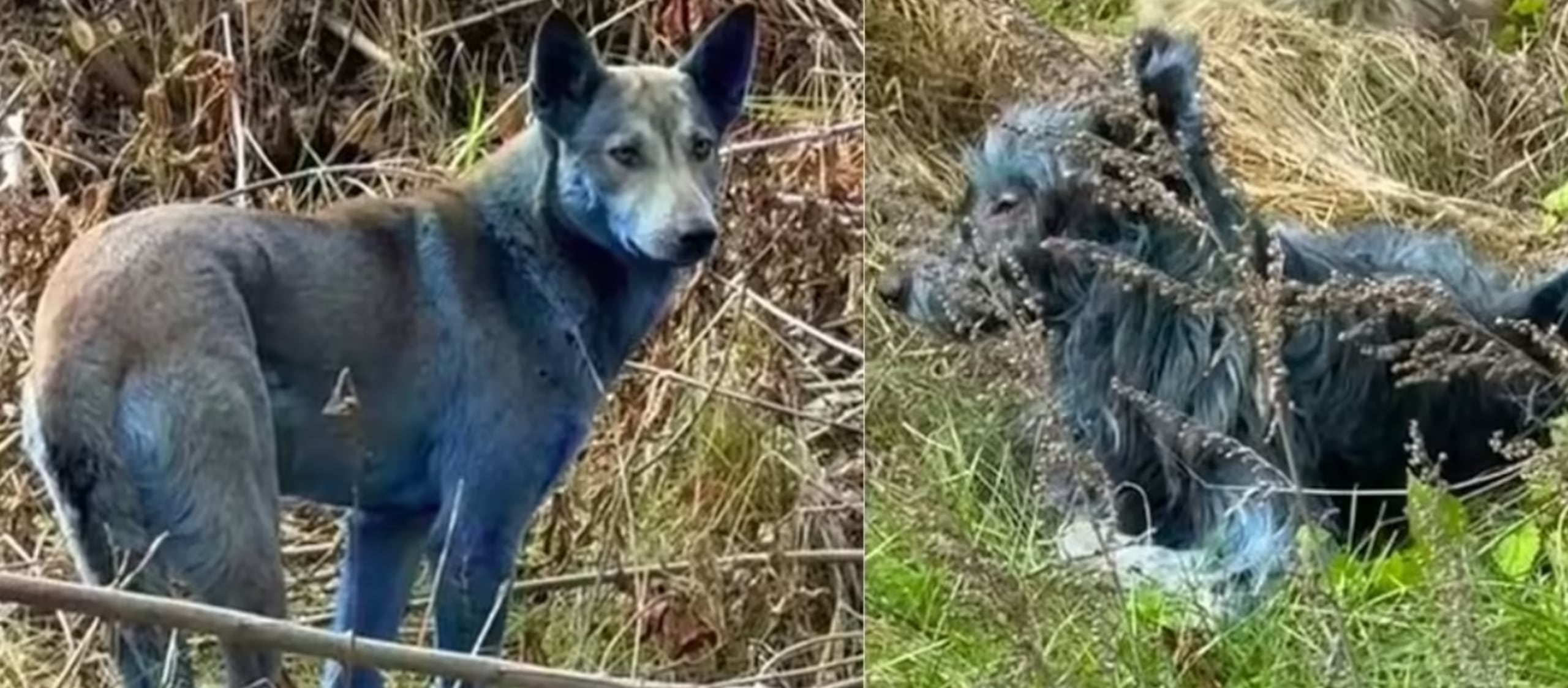 Los perros azules de Chernóbil