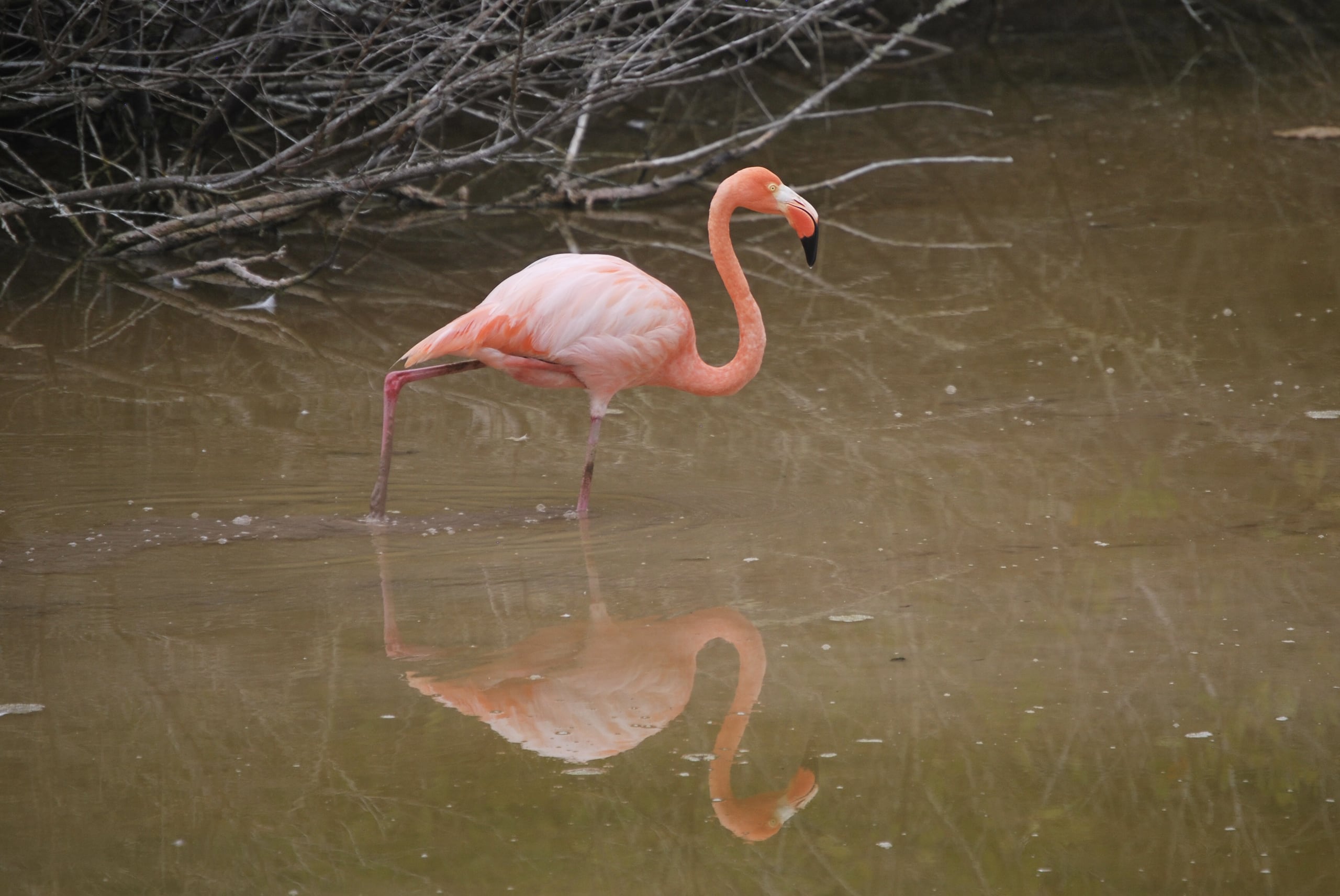 Un flamenco (Phoenicopterus ruber) de las Islas Galápagos en una laguna de Isabela, la isla más grande del archipiélago el 15 de diciembre de 2024, en Puerto Villamil, Galápagos (Ecuador). (EFE / Fernando Gimeno)