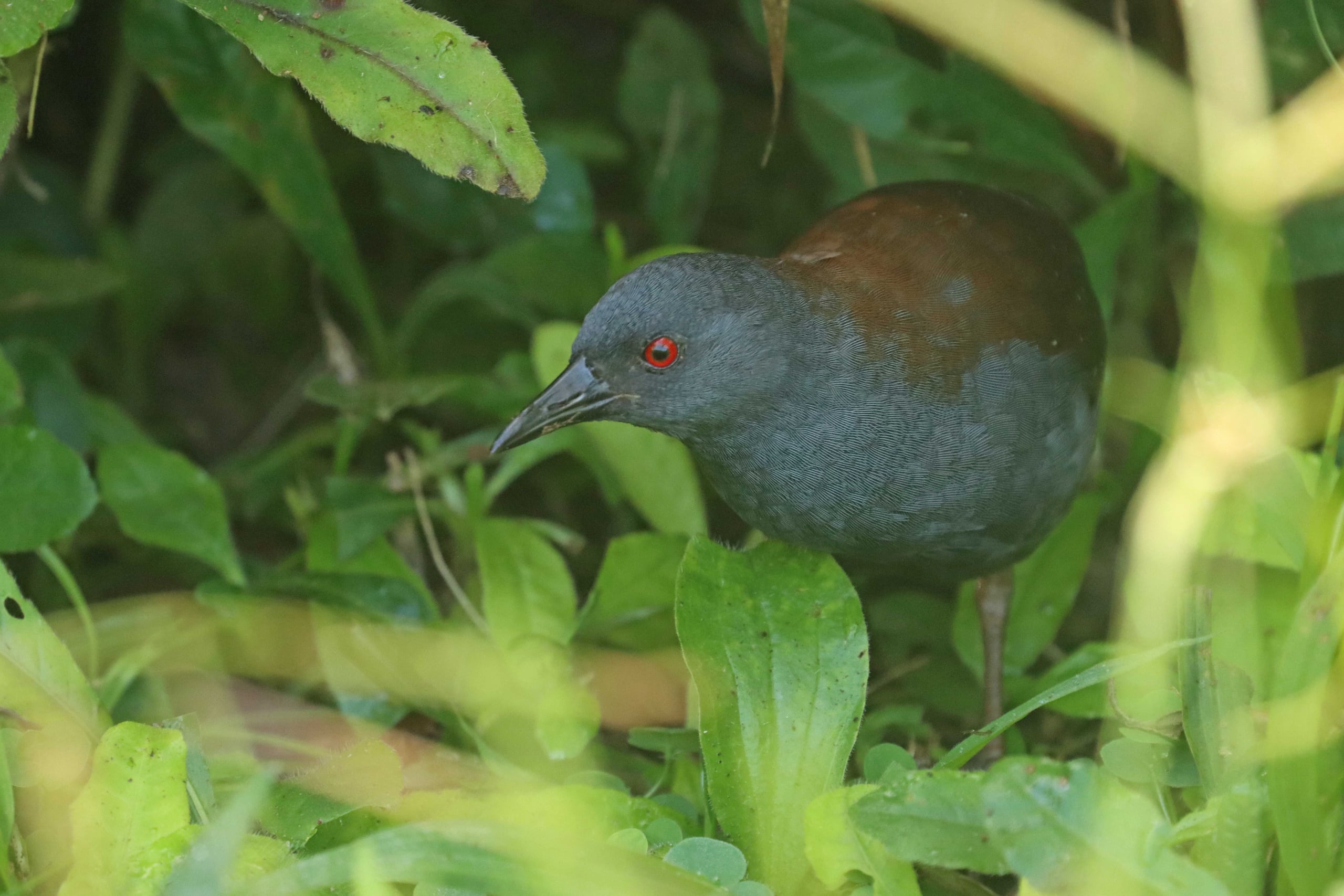 Se registró un ejemplar del ave pachay de Galápagos (laterallus spilonota).