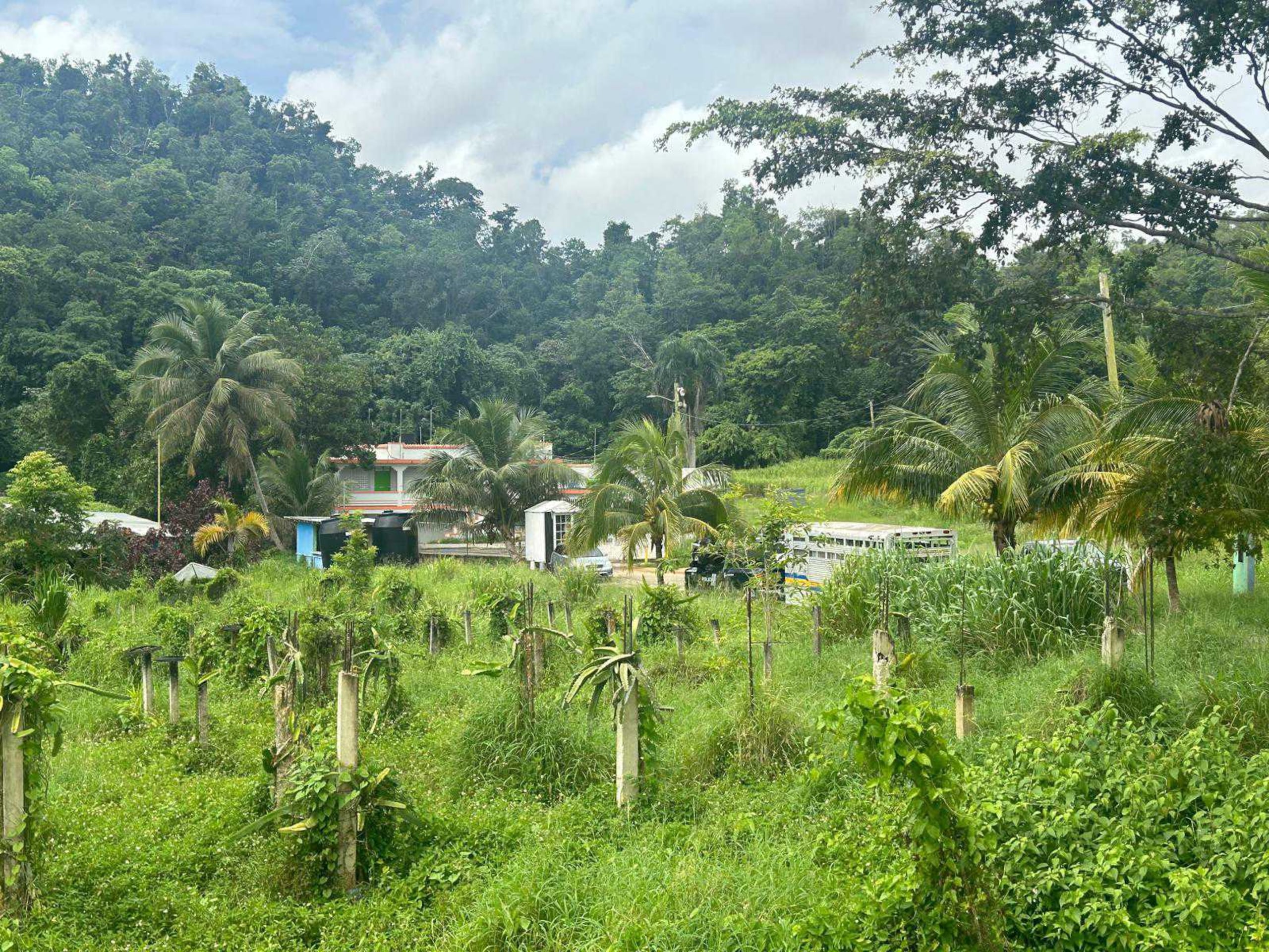 Vista del Centro de Control y Albergue de Animales Capitán Correa en Arecibo esta mañana.