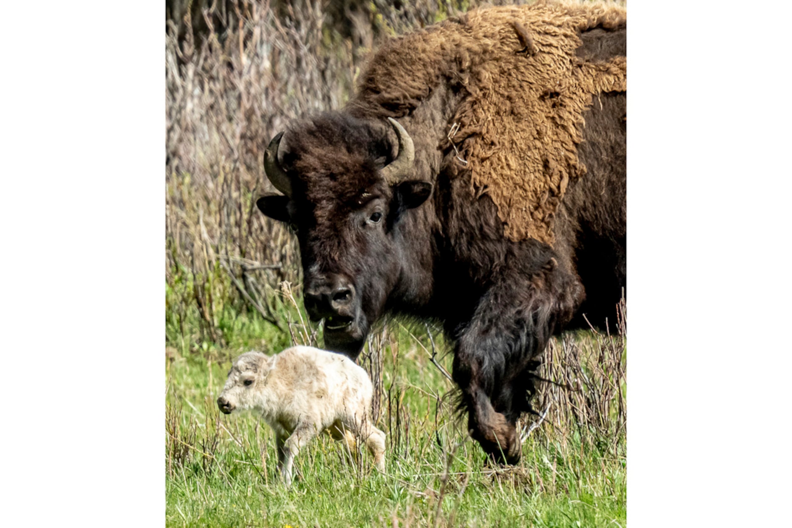 Esta fotografía del 4 de junio de 2024 muestra una rara cría blanca de bisonte, nacida en el Valle Lamar del Parque Nacional de Yellowstone, en Wyoming.
