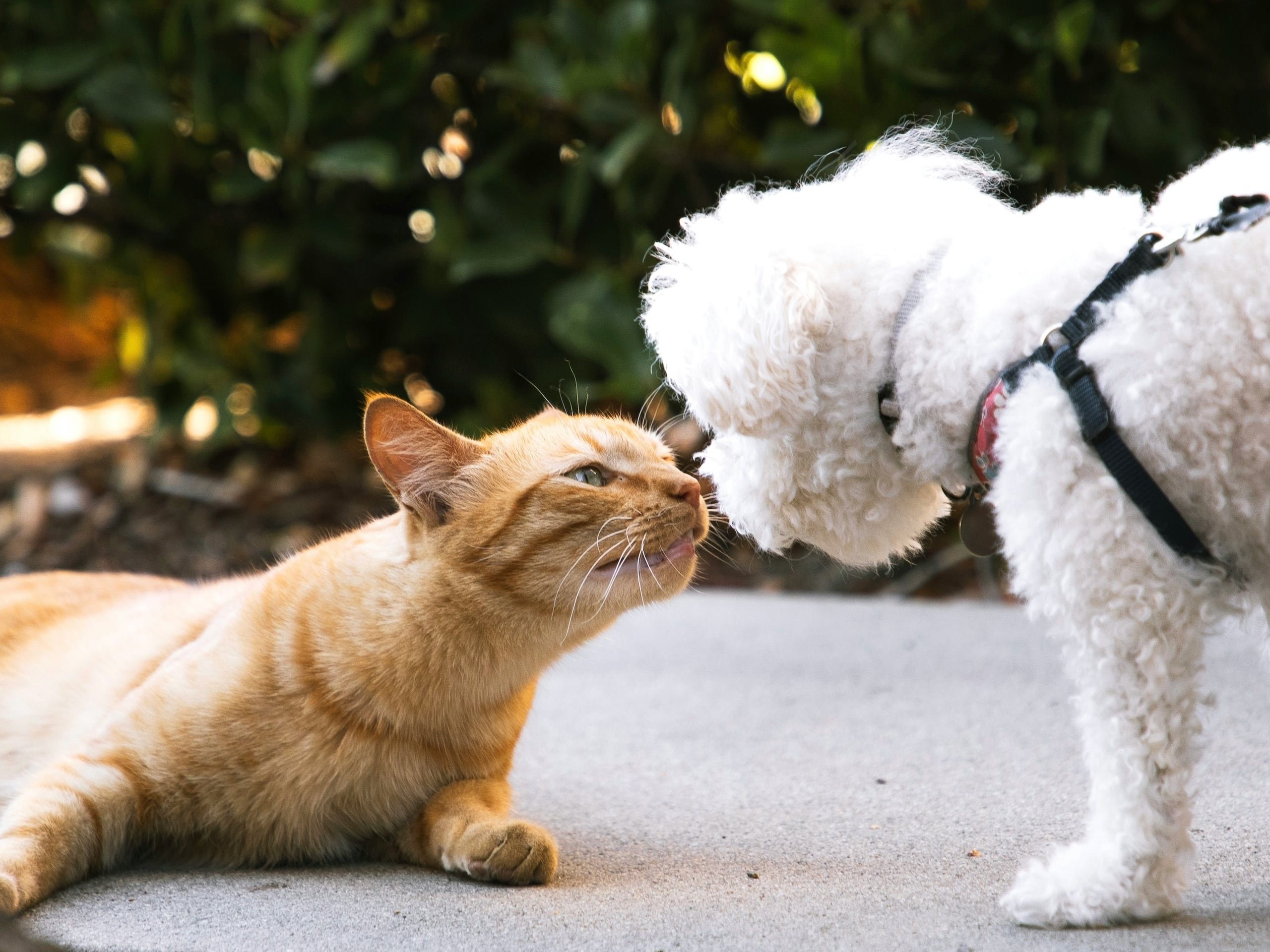 Es esencial que los perros y gatos tengan sus vacunas al día para evitar el contagio de enfermedades peligrosas.