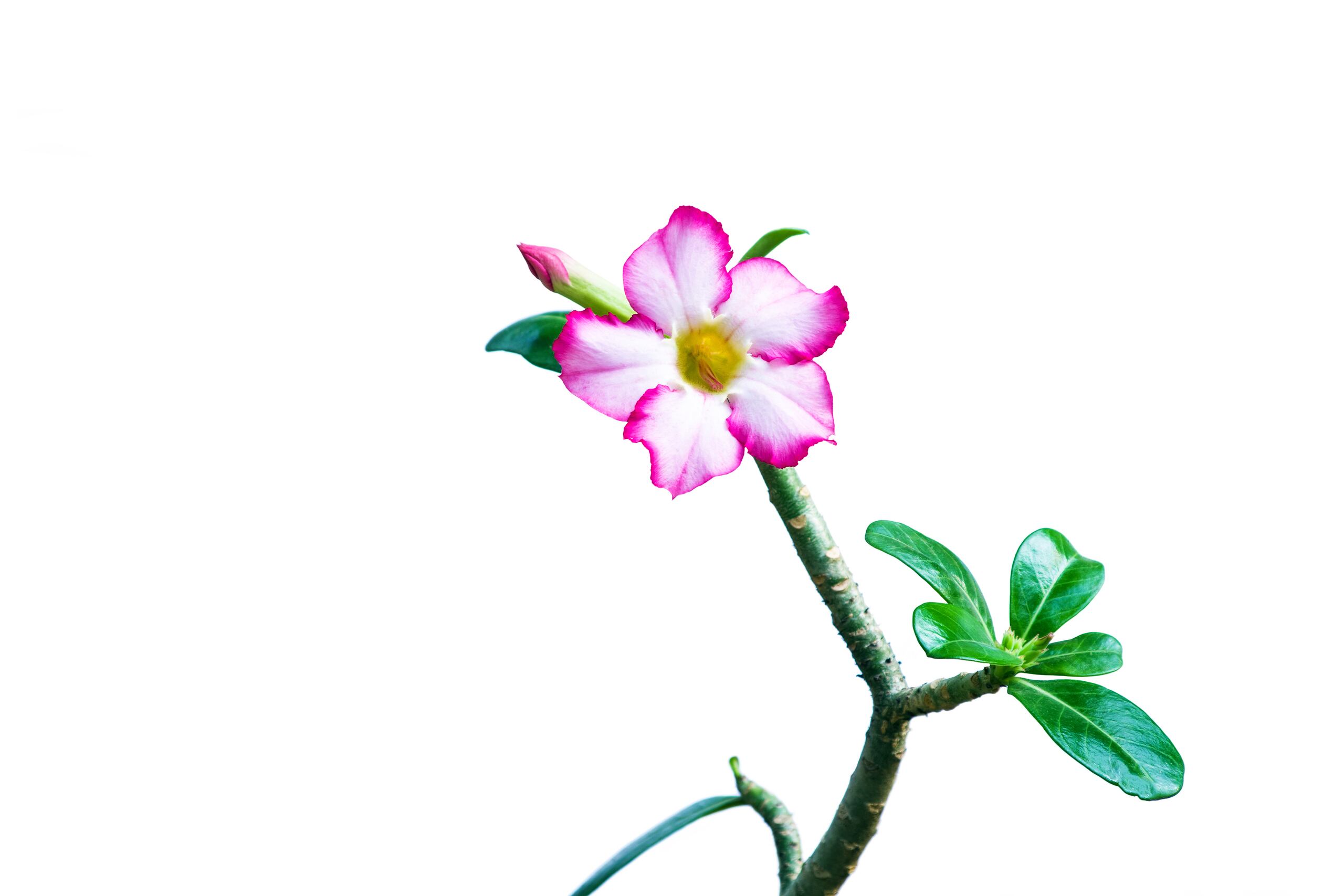Rosa del Desierto (Shutterstock)