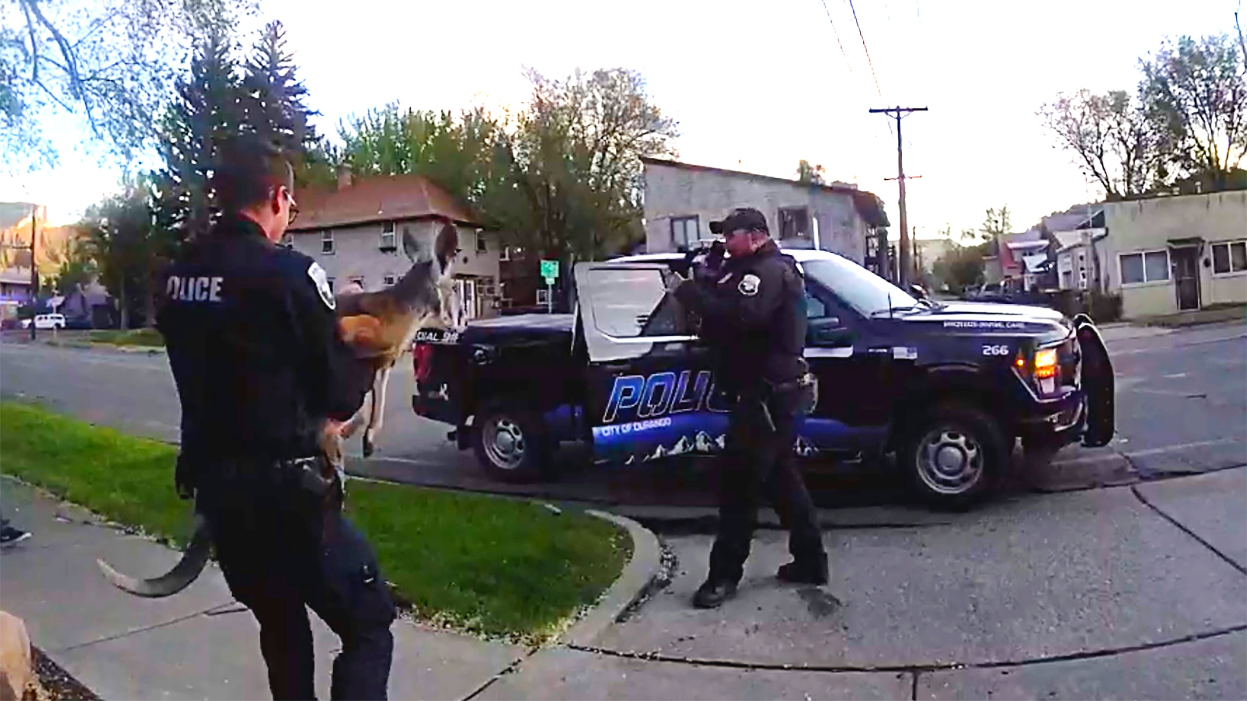 Los canguros se encuentran entre los animales poco comunes pero legales que se pueden tener en Colorado.