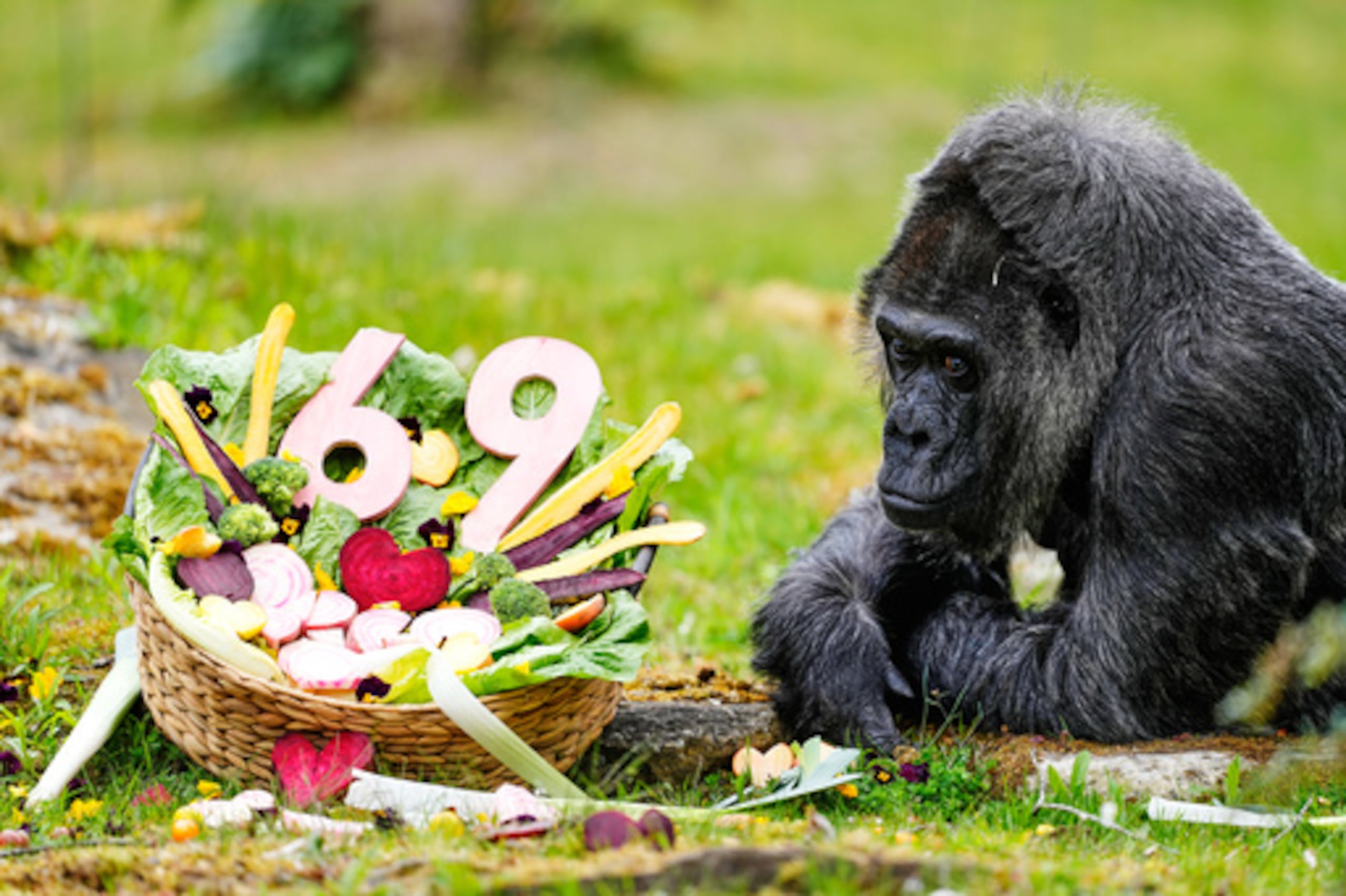 Fatou, la más anciana del zoo de Berlín y también se cree que es la gorila más vieja del mundo, come verduras para celebrar su 69 cumpleaños en Berlín, Alemania, el lunes 13 de abril de 2026. (AP Photo/Markus Schreiber)