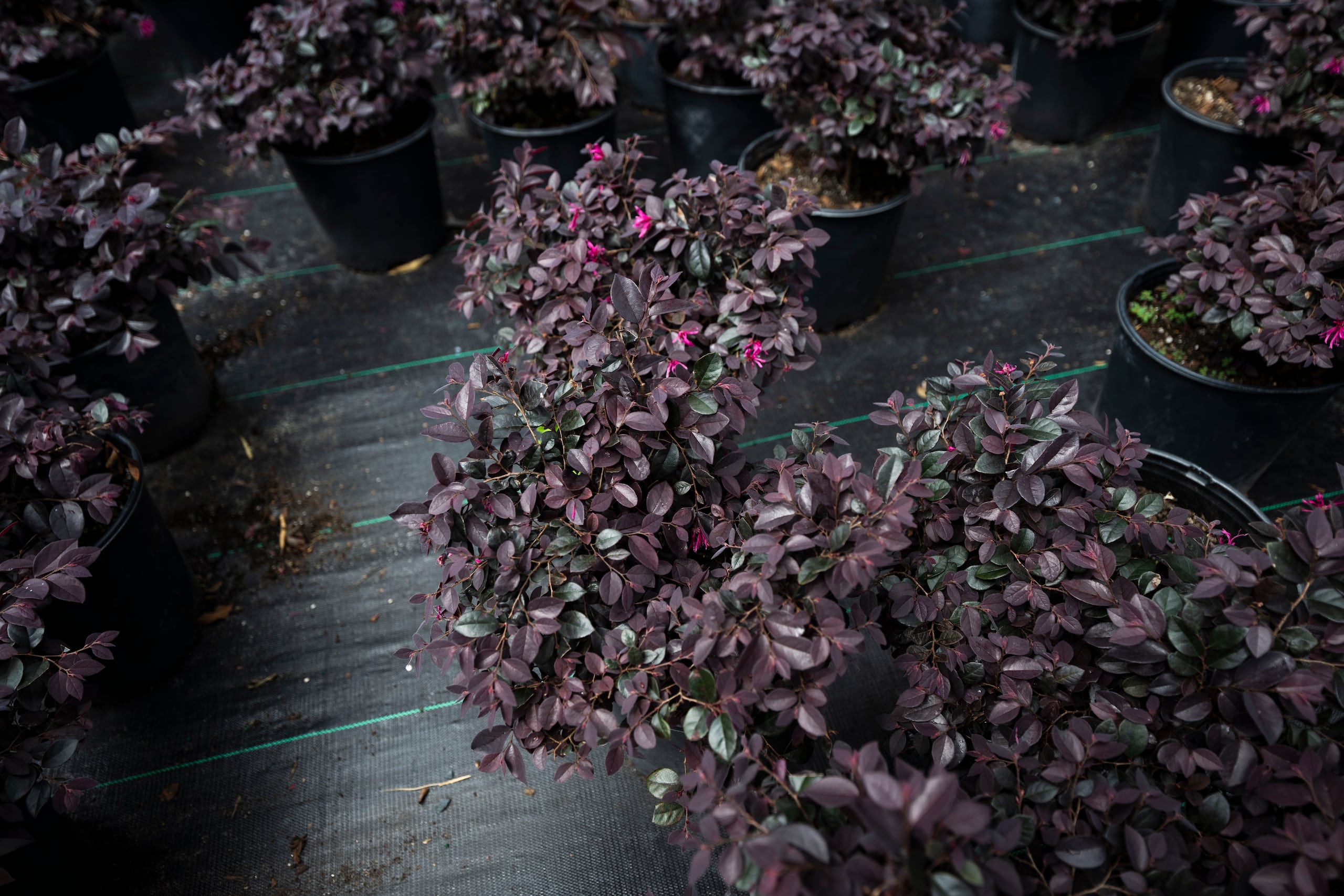 Loropetalum