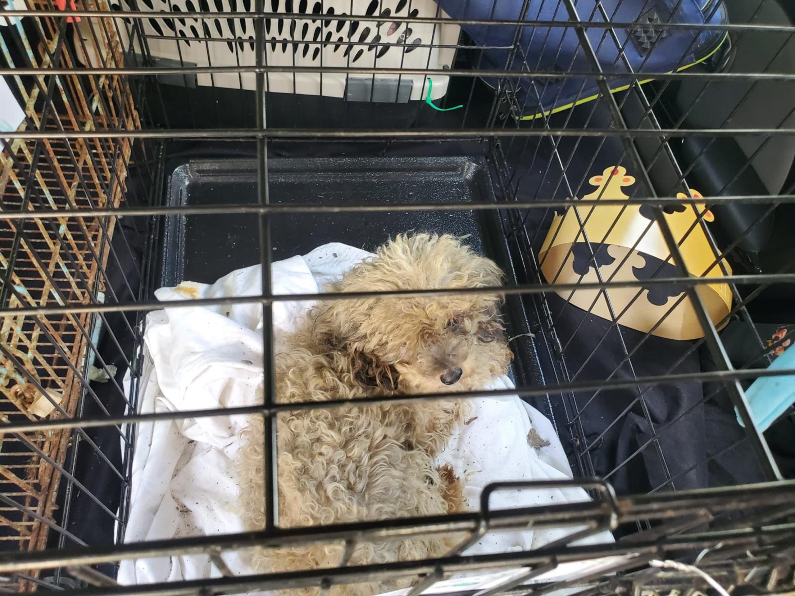 Algunos animalitos presentaban enfermedades y problemas de la piel, por lo que tuvieron que ser hospitalizados en una clínica veterinaria.