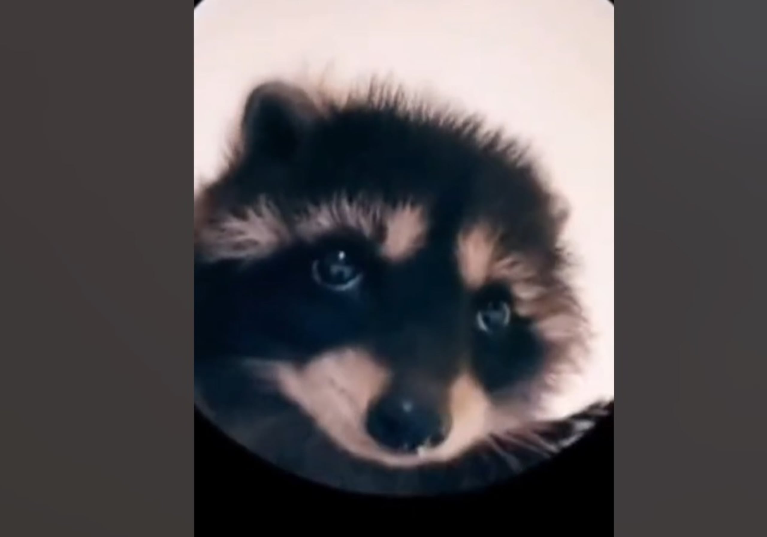 Mapache protagonista del vídeo viral de la semana.
