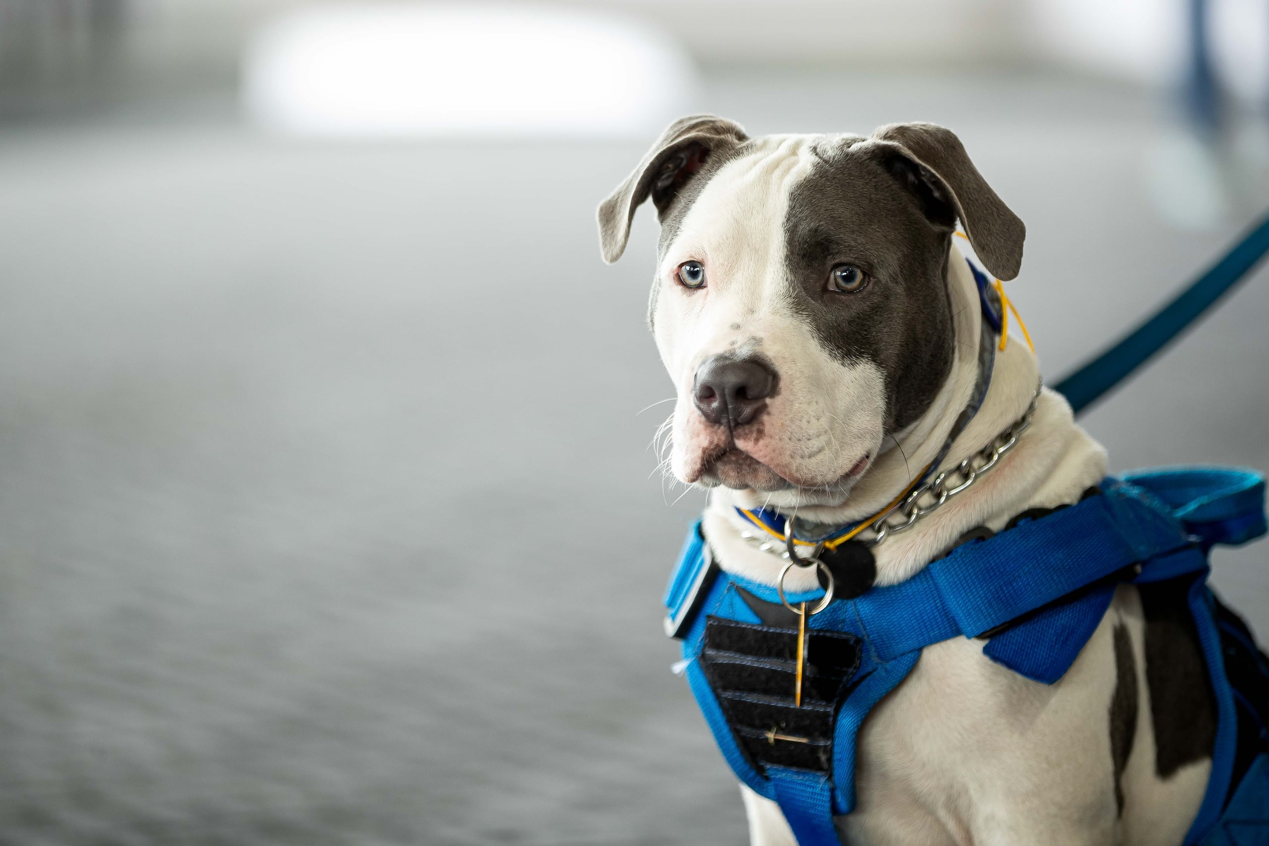 El momento apropiado para esterilizar la mascota dependerá de factores como su especie, raza, género y su estado de salud.