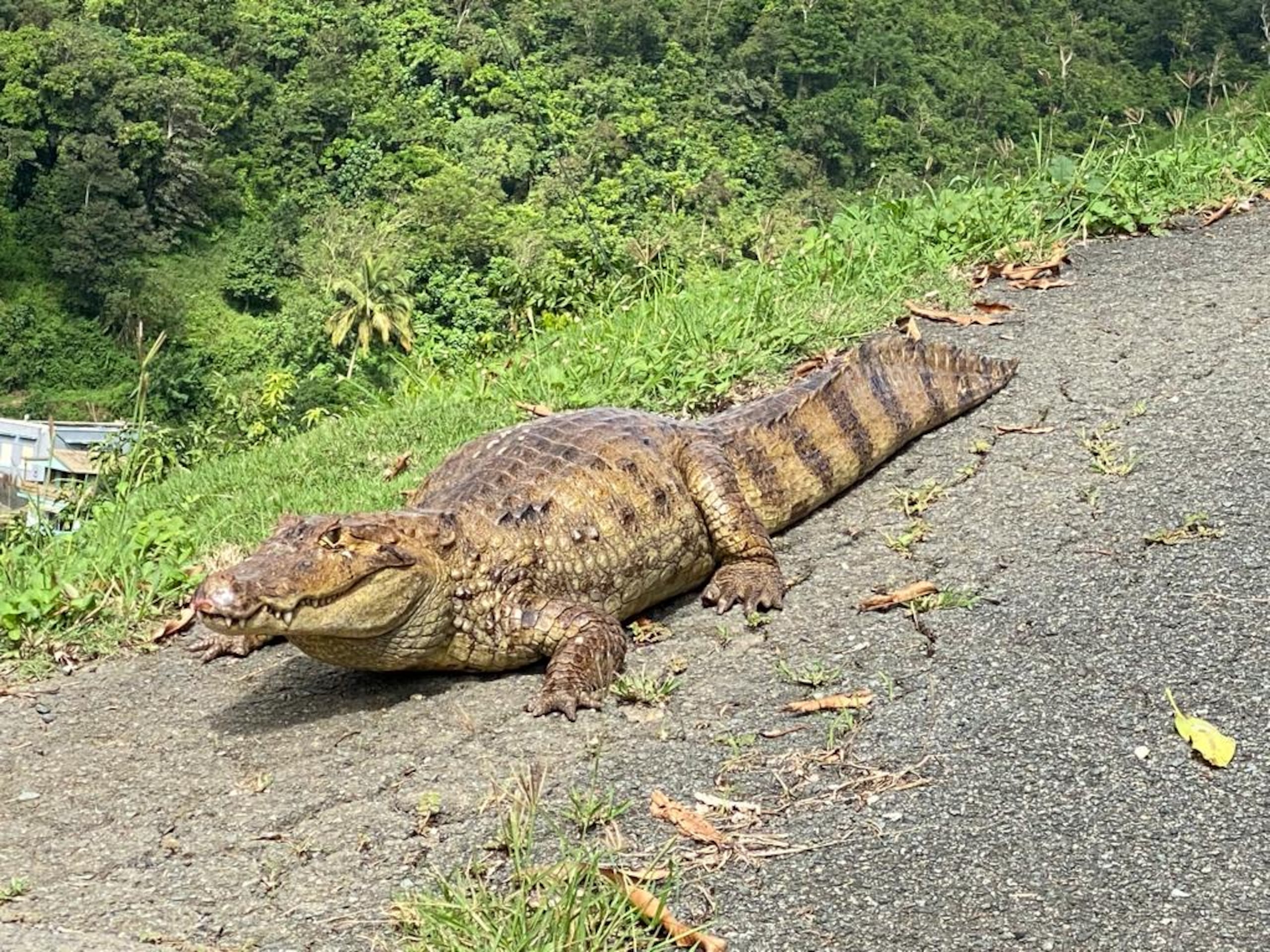 Los caimanes se han extendido ya prácticamente a través de todo Puerto Rico, como lo demuestra este ejemplar capturado en Comerío.