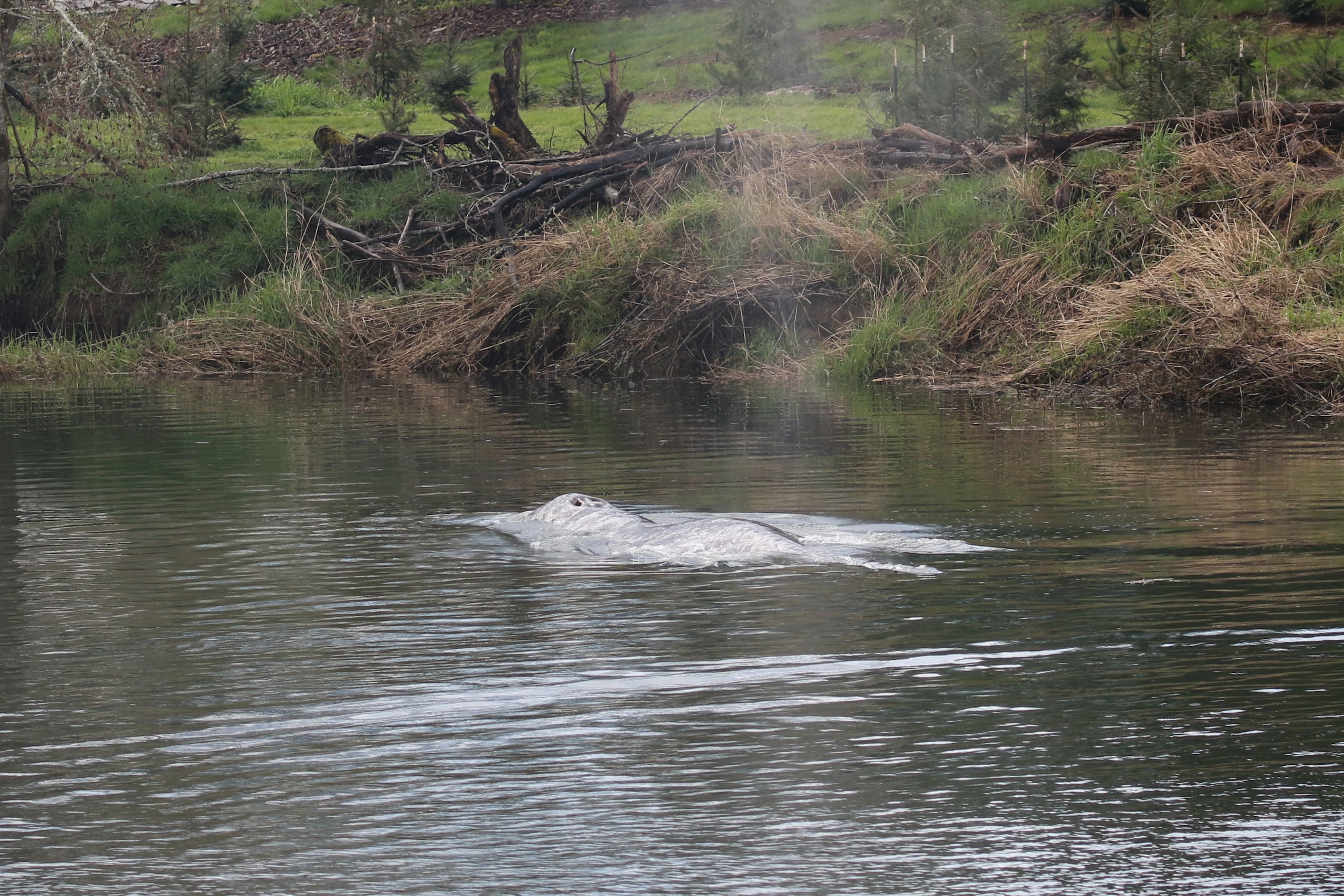 Esta fotografía, proporcionada por el grupo de investigación Cascadia Research Collective, muestra una ballena gris nadando en el río Willapa, el miércoles 1 de abril de 2026, cerca de la bahía de Willapa, estado de Washington.