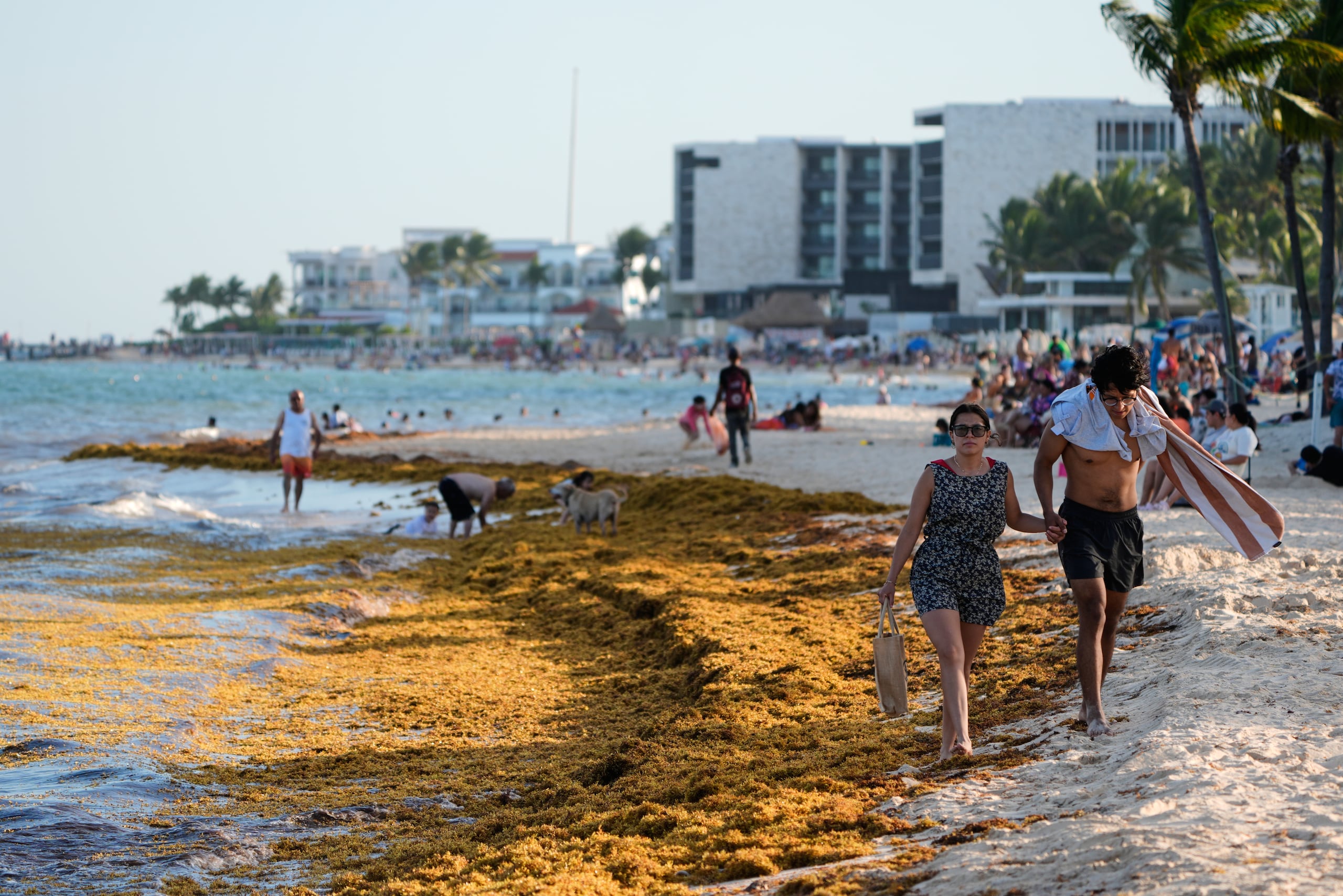Turistas caminan por una orilla cubierta de sargazo en la playa Pelícanos en Playa del Carmen, México, miércoles 29 de julio de 2026. (AP Foto/Fernando Llano)