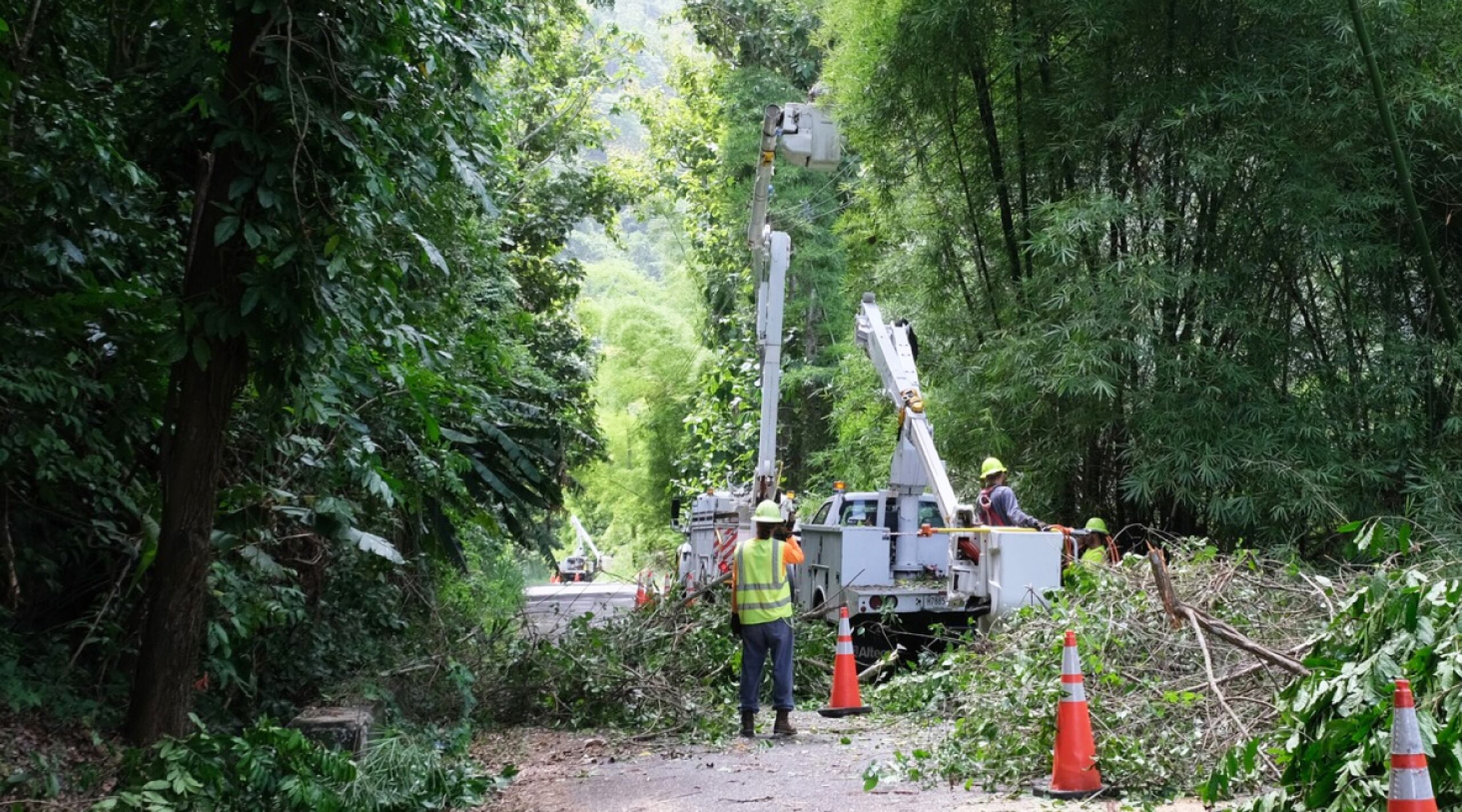 El programa proactivo de limpieza de vegetación es financiado por FEMA, sin costo adicional para los clientes.