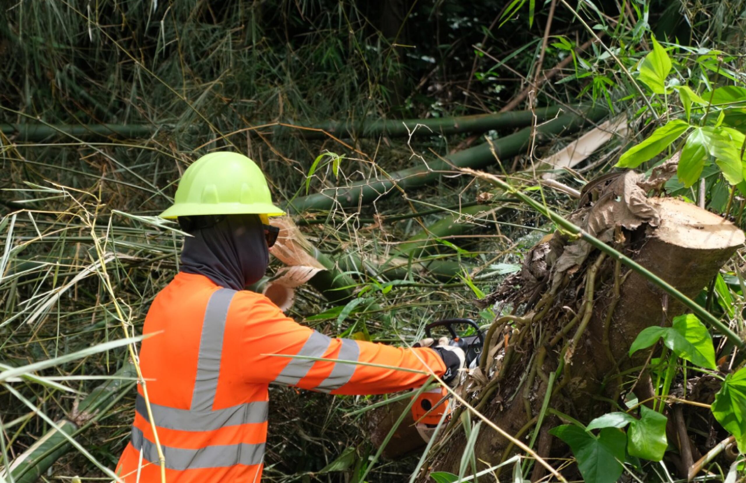 El Departamento Ambiental de LUMA incluye un equipo de profesionales especializados que aseguran que las operaciones cumplan con las regulaciones ambientales.