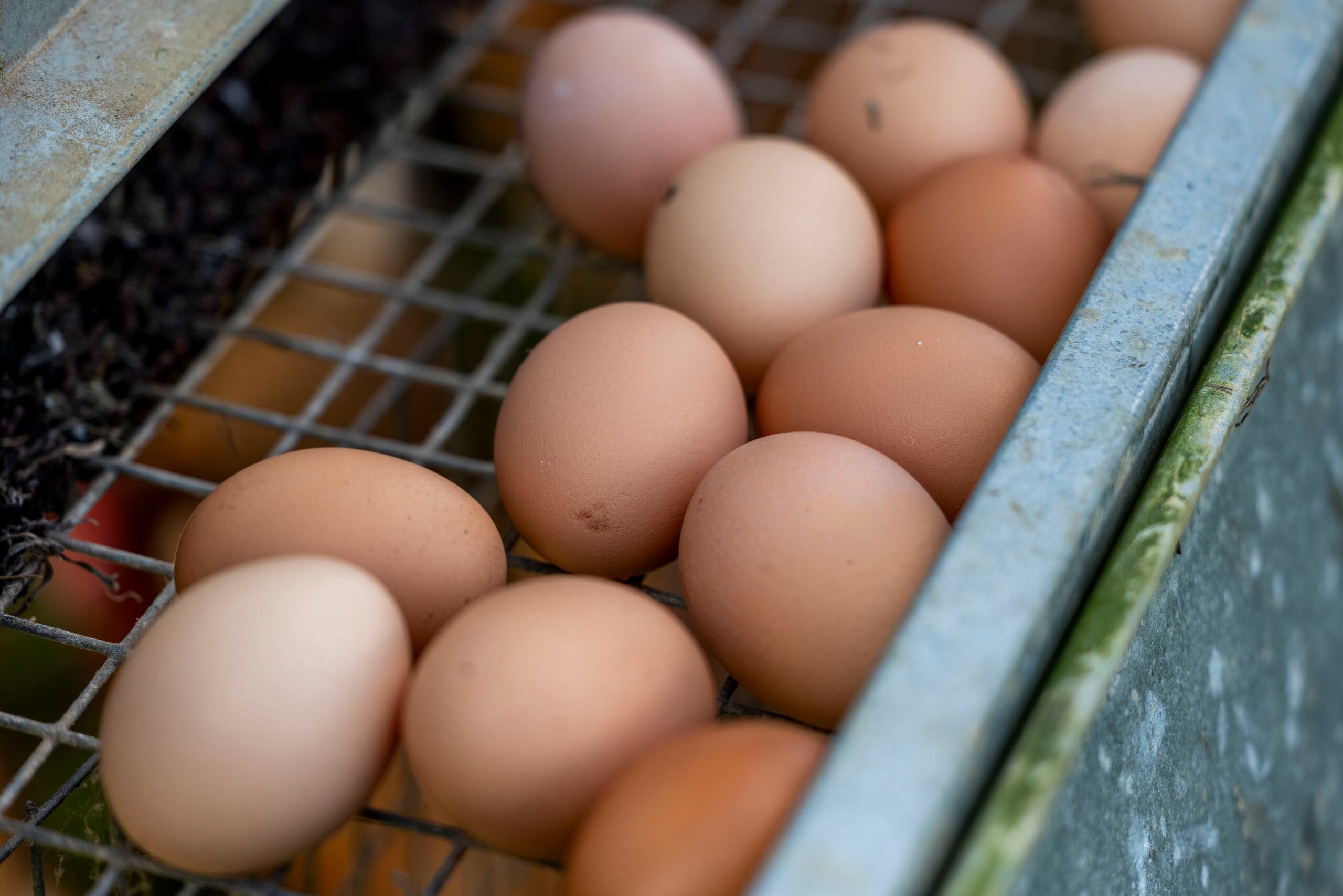 El retiro de los huevos lo llevó a cabo Milo’s Poultry Farms LLC de Bonduel, Wisconsin, señalaron los CDC.