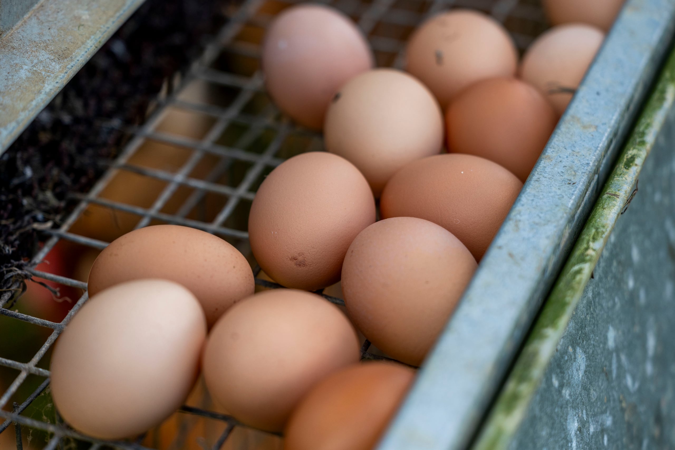 A la hora de su consumo, es cuando se debe tener cuidado con sus acompañantes, pues el agregar queso, tocino u otros embutidos sí pueden contribuir al aumento de los niveles de colesterol y otros ingredientes que afectan al organismo.