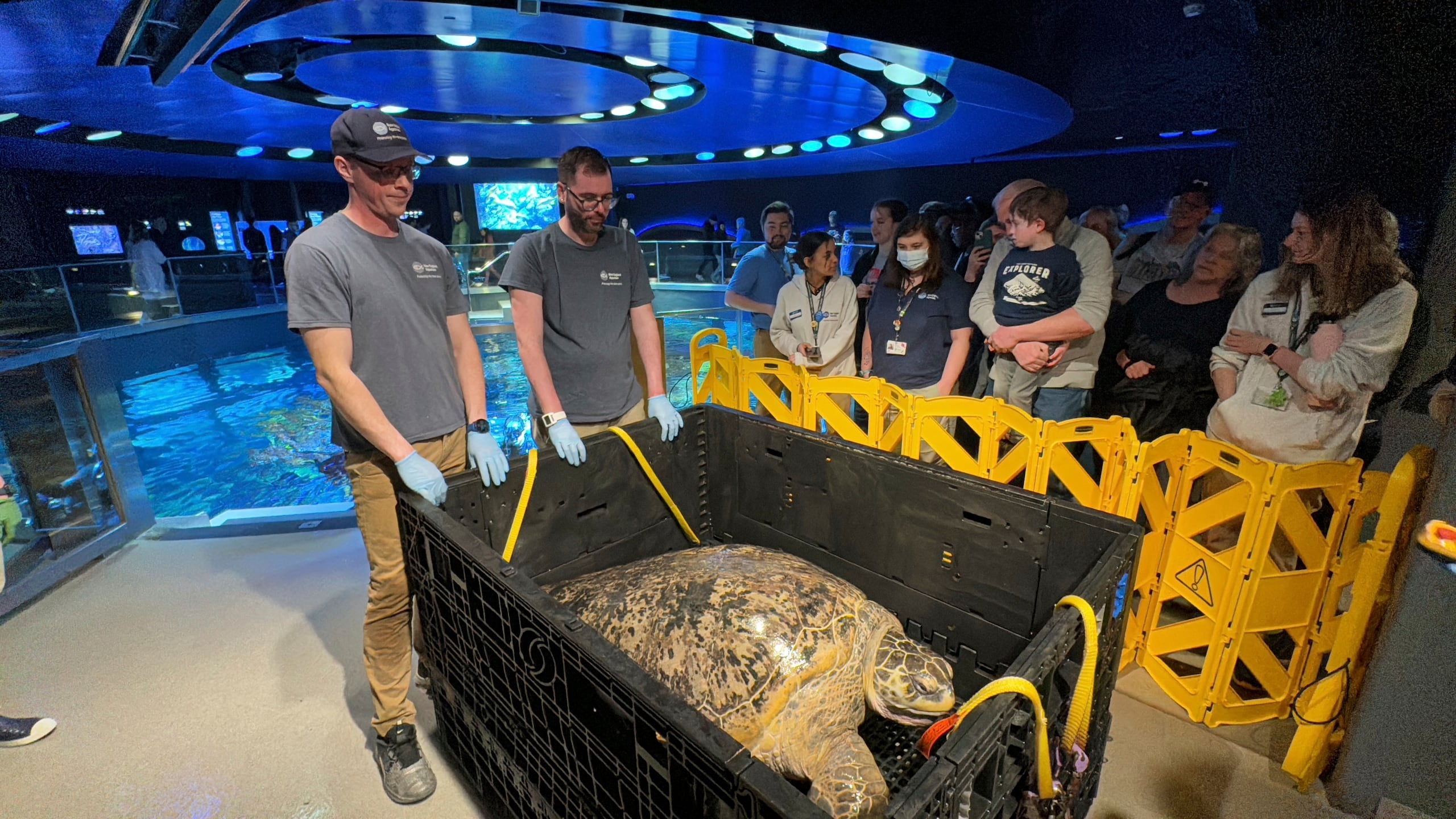 Desde 1979, cuando llegó al acuario de Nueva Inglaterra, Myrtle ha recibido la visita de unos 50 millones de personas y se ha acostumbrado a los humanos.