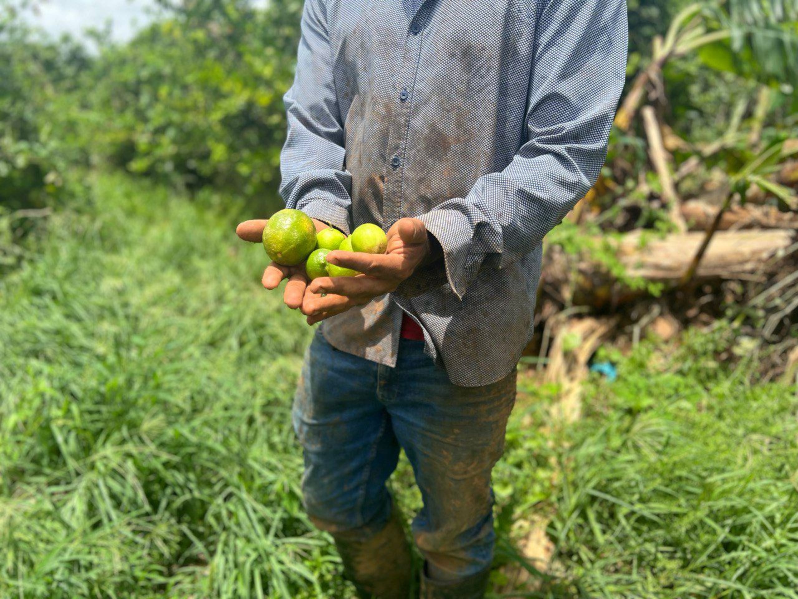 Un agricultor muestra parte de su cosecha afectada.