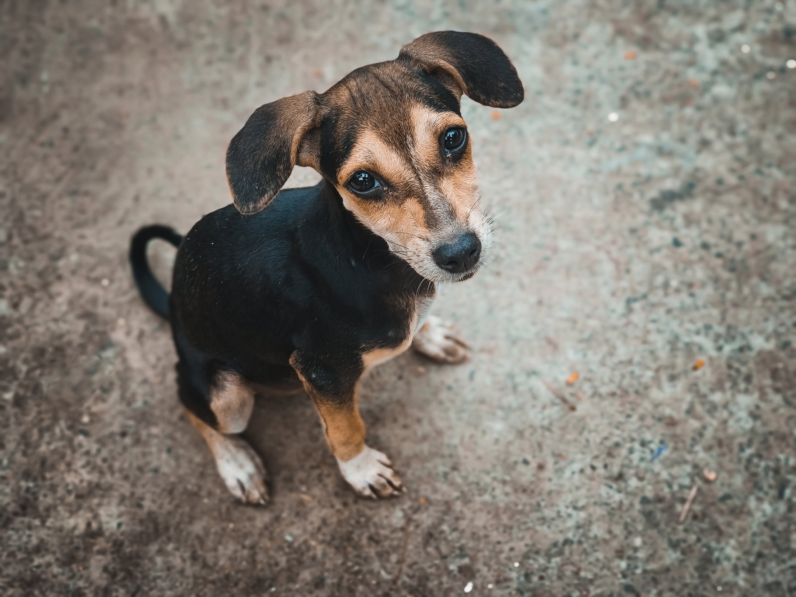 Los alcaldes le salieron al paso a las denuncias y varios detallaron sus iniciativas para aliviar el problema de la sobrepoblación de animales abandonados.
