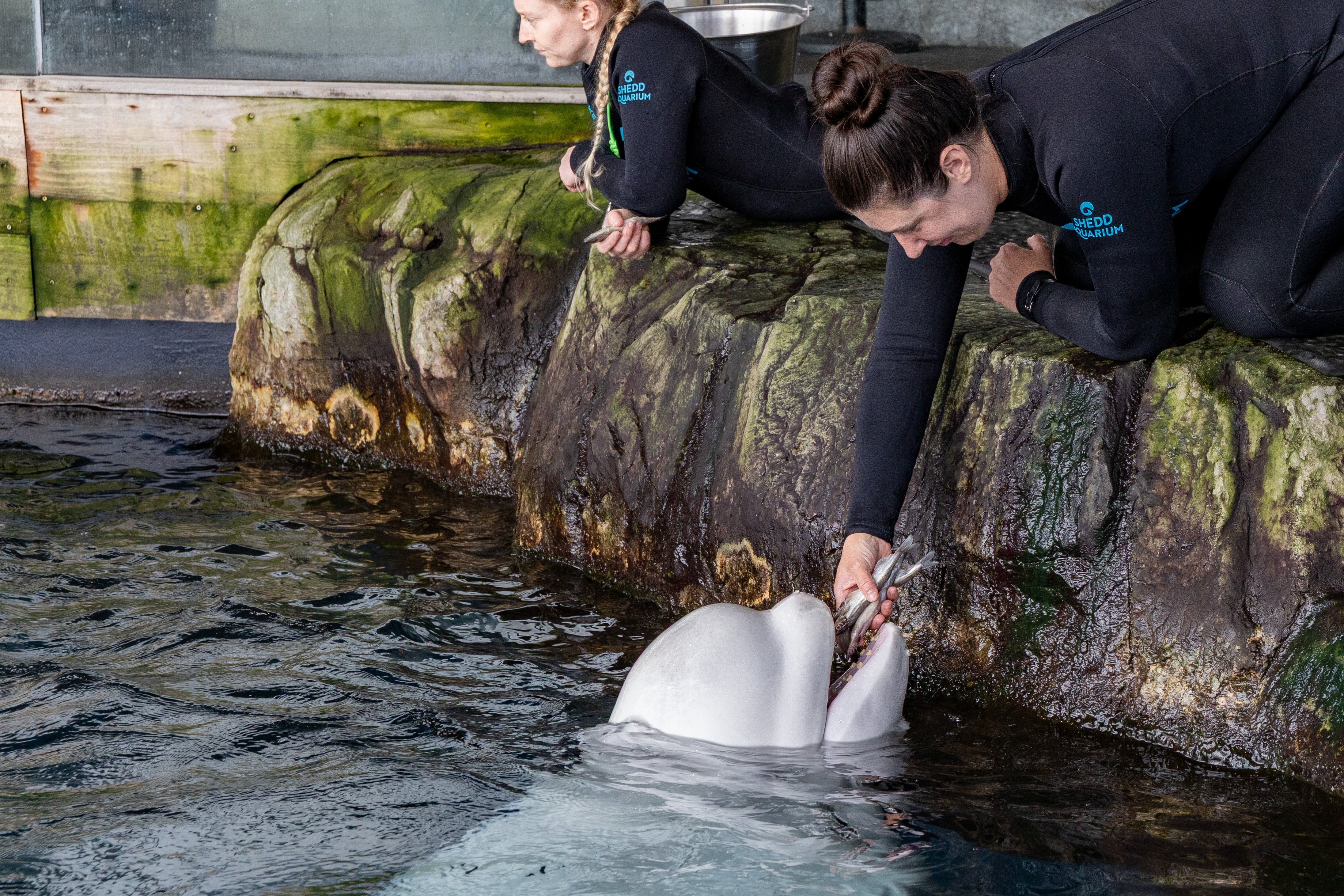 Imagen de la cobertura de: Muere una ballena beluga en un acuario de Chicago tras ser trasladada desde un parque de Canadá