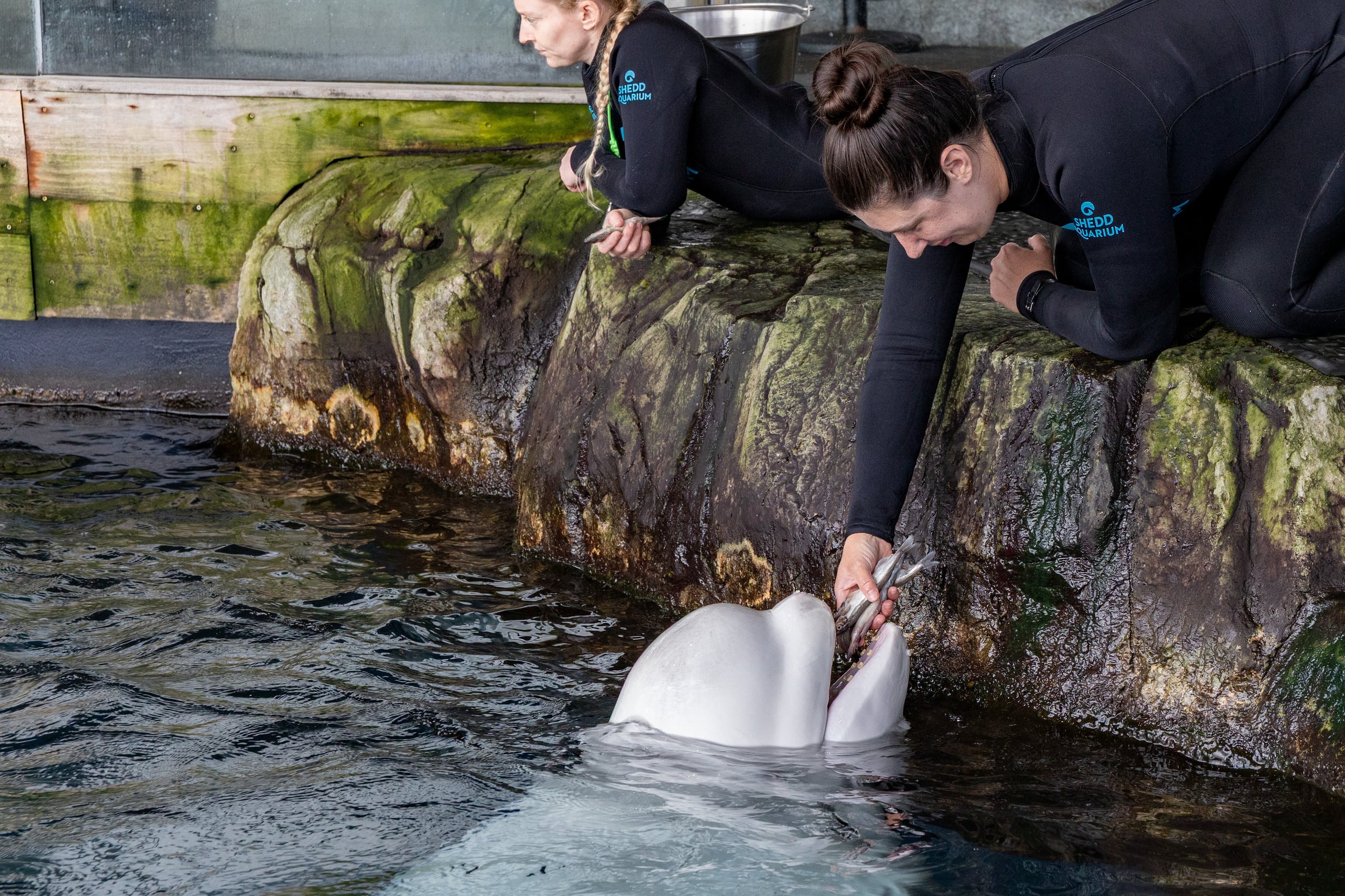 El acuario afirmó que se compromete a compartir el informe de la necropsia de la ballena "tan pronto como esté disponible".
