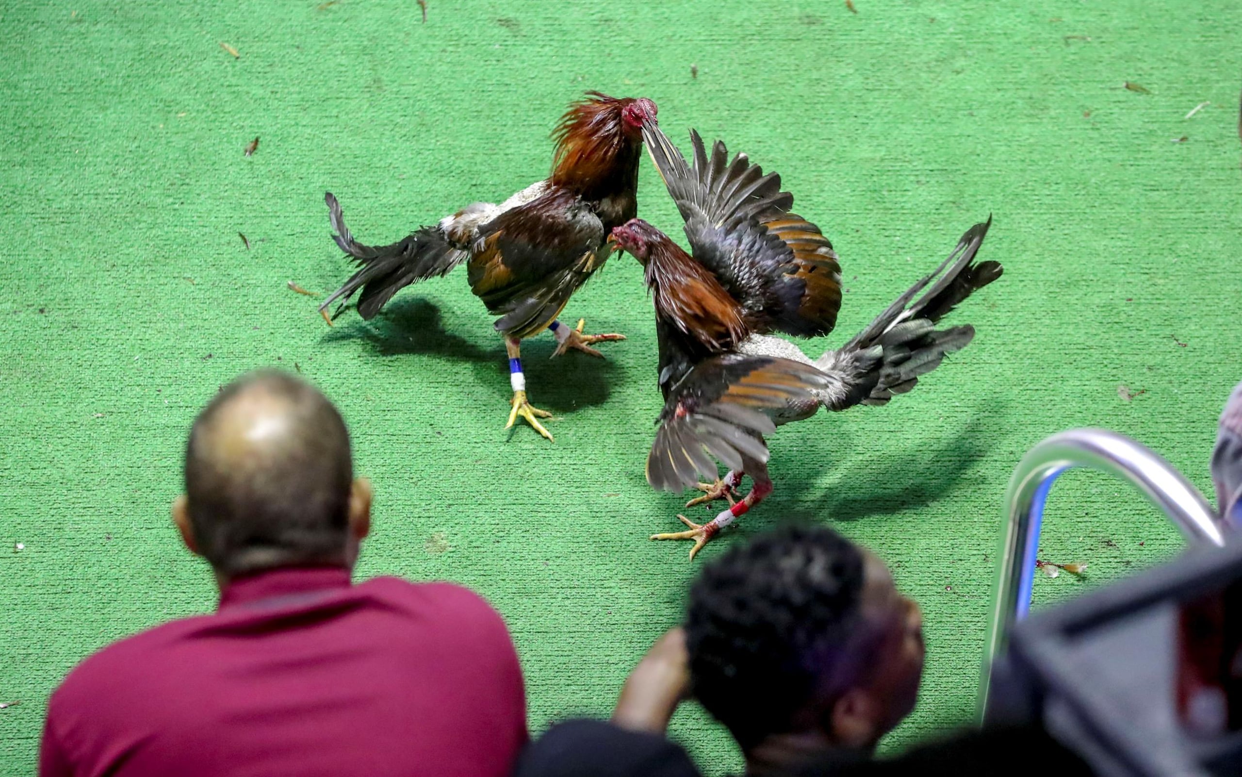 Las nuevas prohibiciones a las peleas de gallos aplicarán a Puerto Rico a partir del próximo 20 de diciembre.