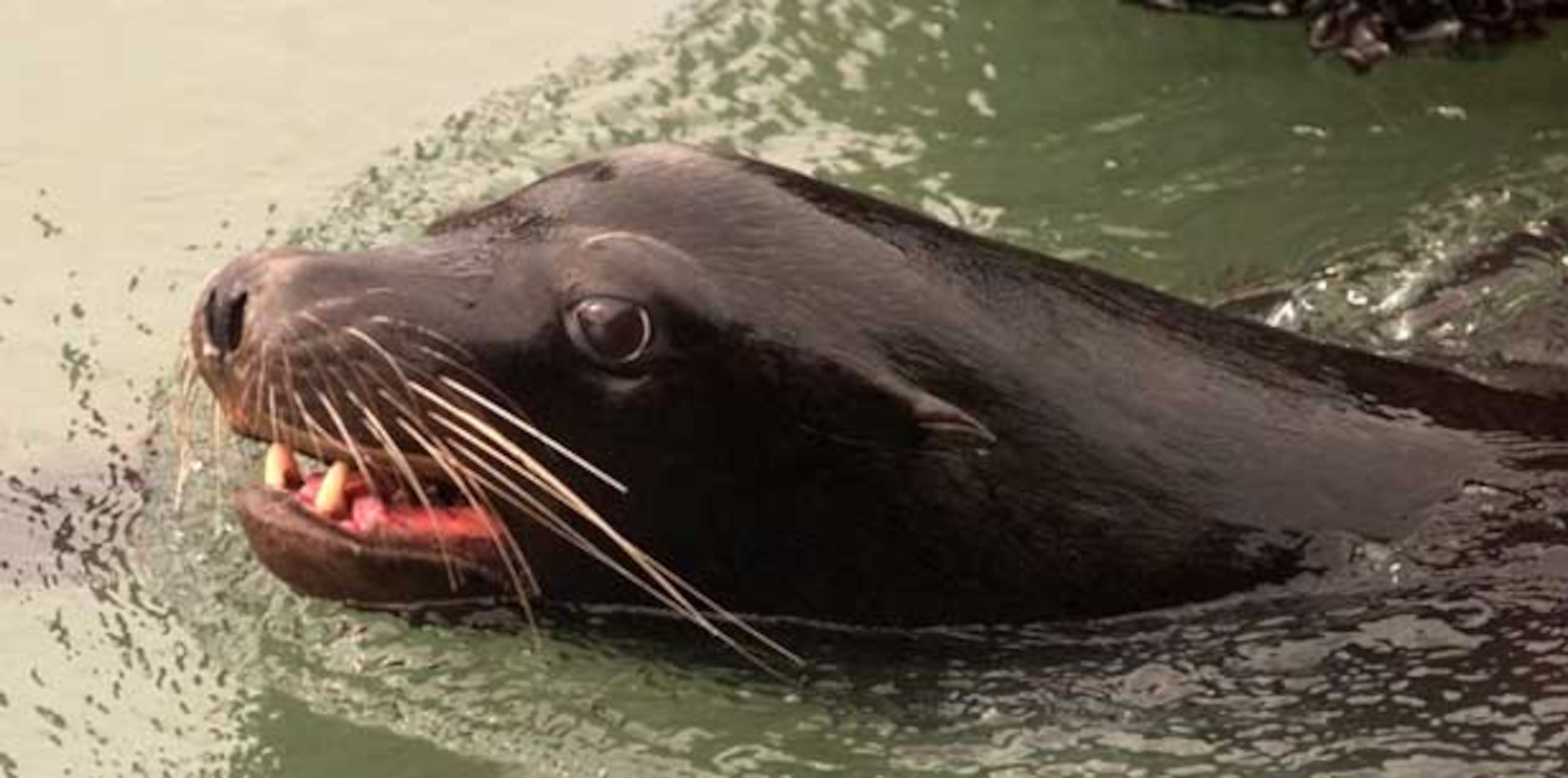 Los leones marinos suelen vivir en el oceano Pacífico. (Archivo)