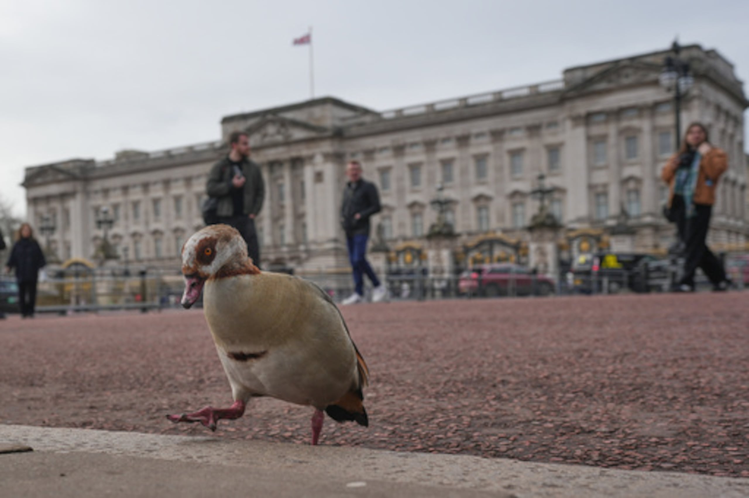 Un ganso egipcio camina por la acera frente al Palacio de Buckingham en Londres, el viernes 20 de febrero de 2026, después de que Andrew Mountbatten-Windsor fuera detenido y retenido durante horas por la policía británica bajo sospecha de mala conducta en cargo público relacionada con sus vínculos con Jeffrey Epstein.(AP Photo/Kin Cheung)
