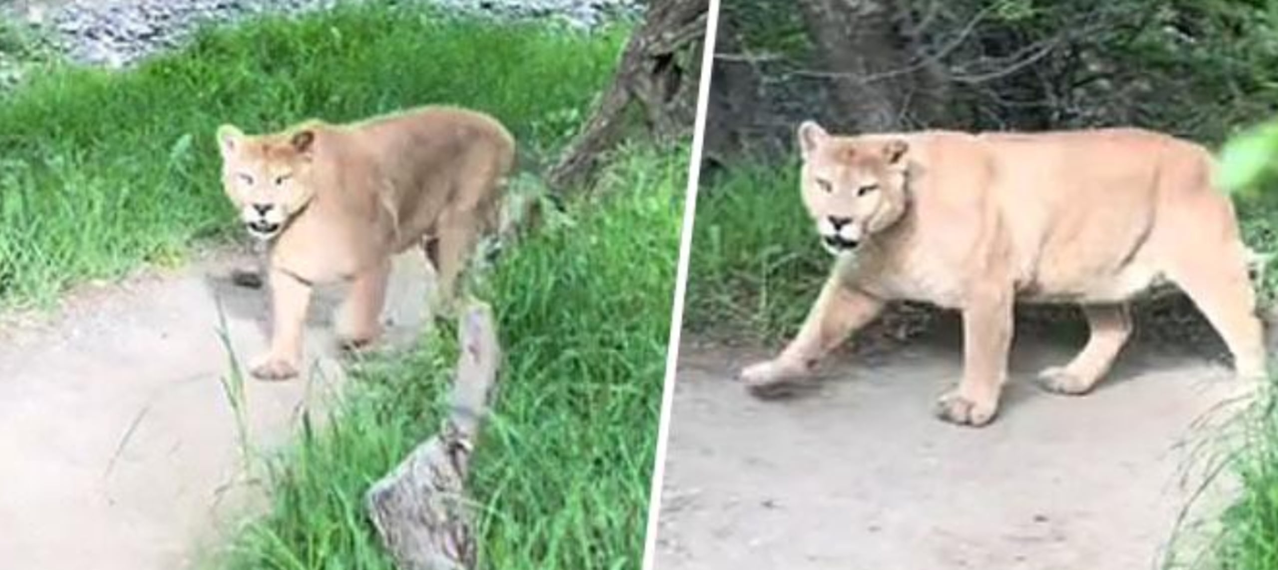 El avistamiento del felino.