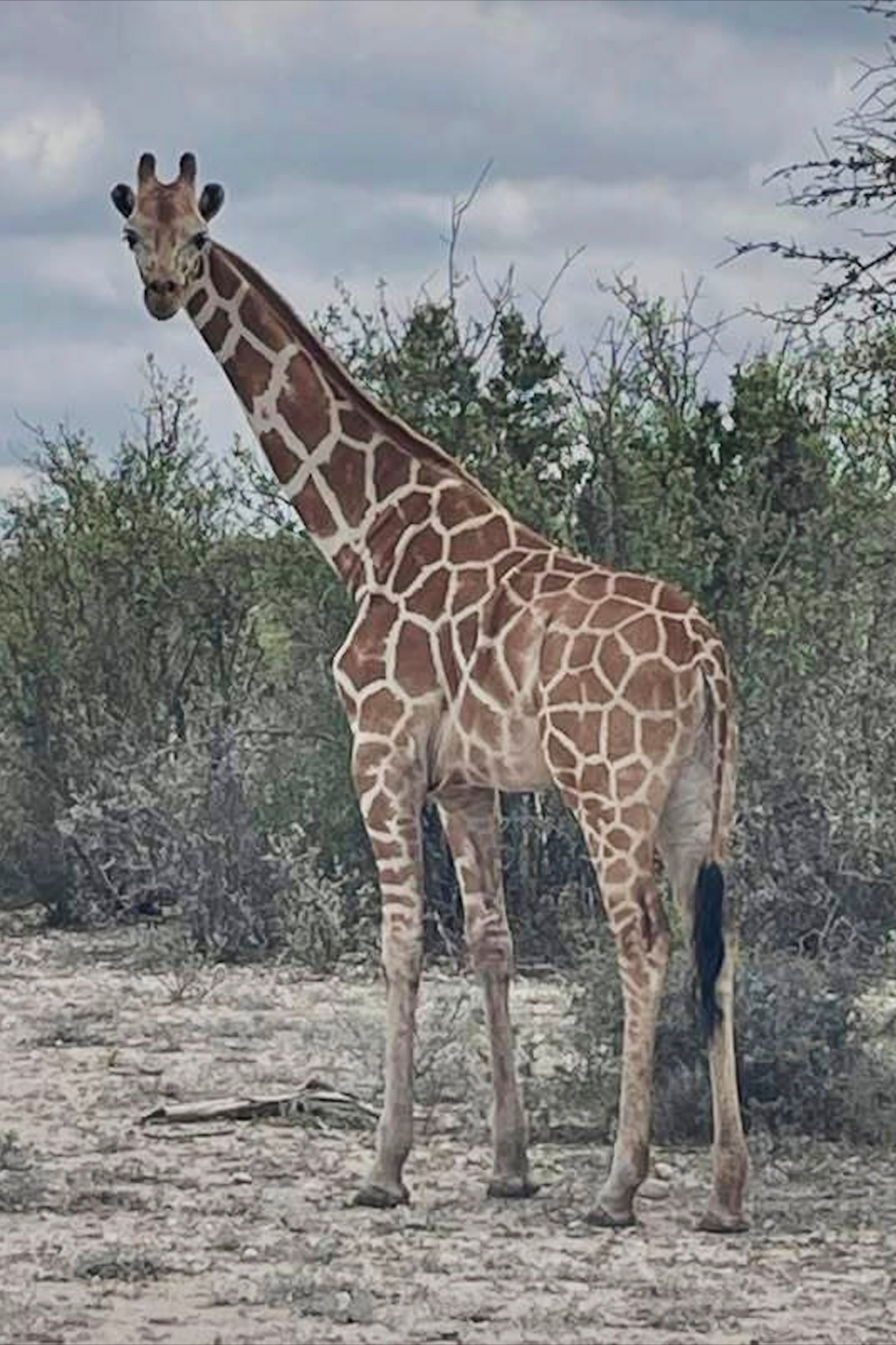La región montañosa de Texas alberga una de las mayores concentraciones de animales exóticos en cautiverio de Estados Unidos.
