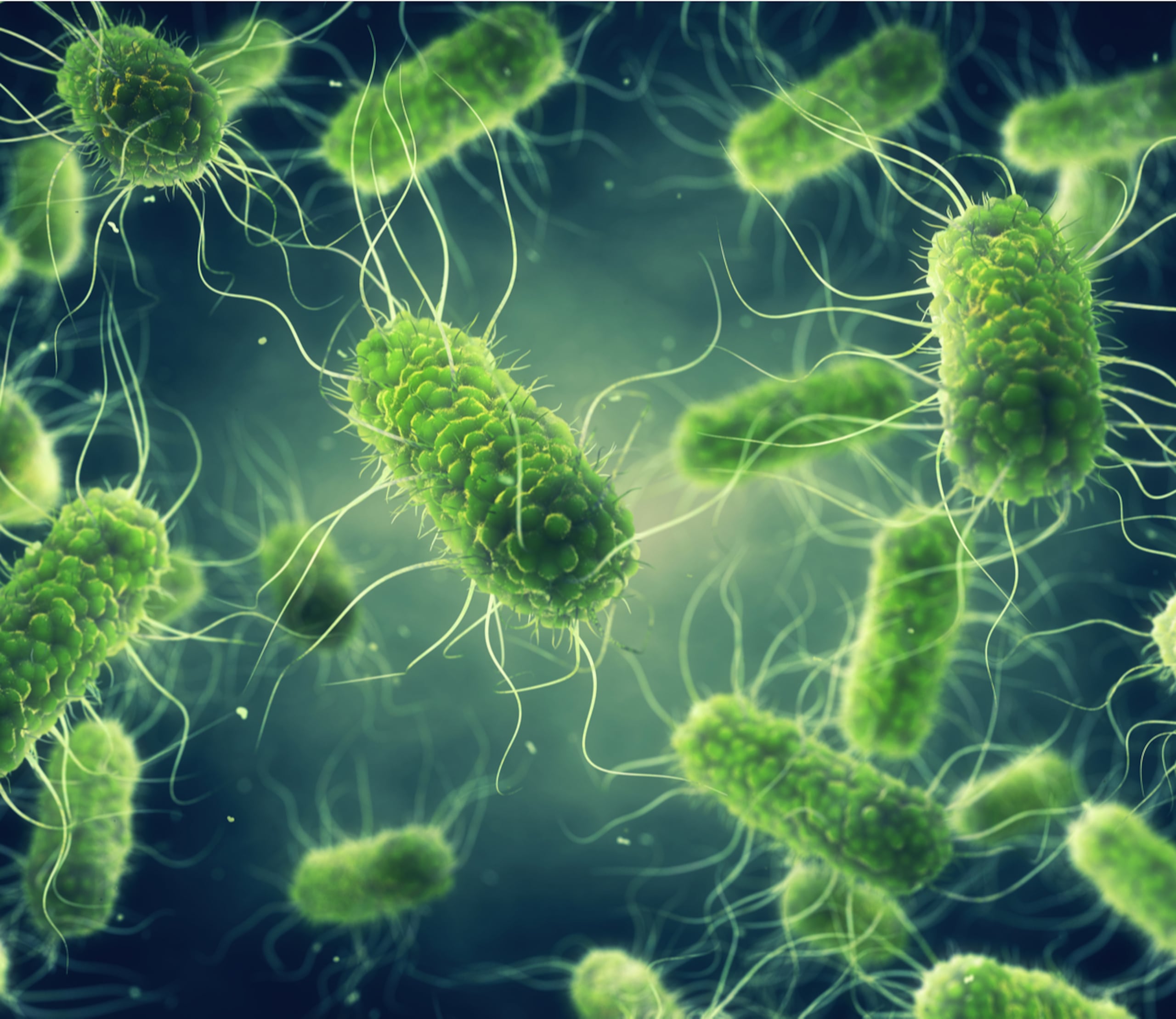 La salmonela puede causar fiebre, diarrea, dolor abdominal, náuseas, vómitos y calambres estomacales.