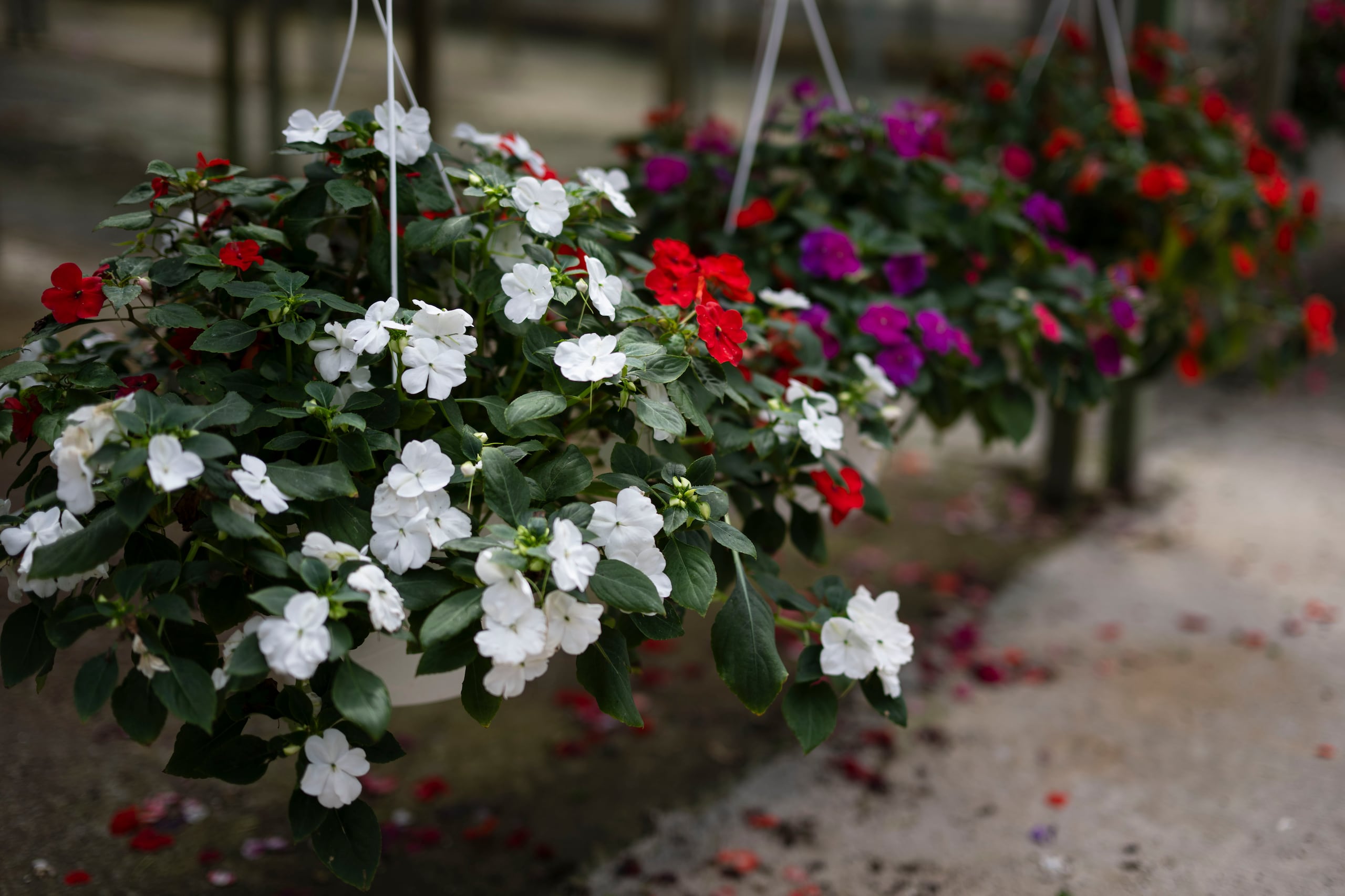 Las miramelindas son unas de las favoritas para tiestos colgantes.