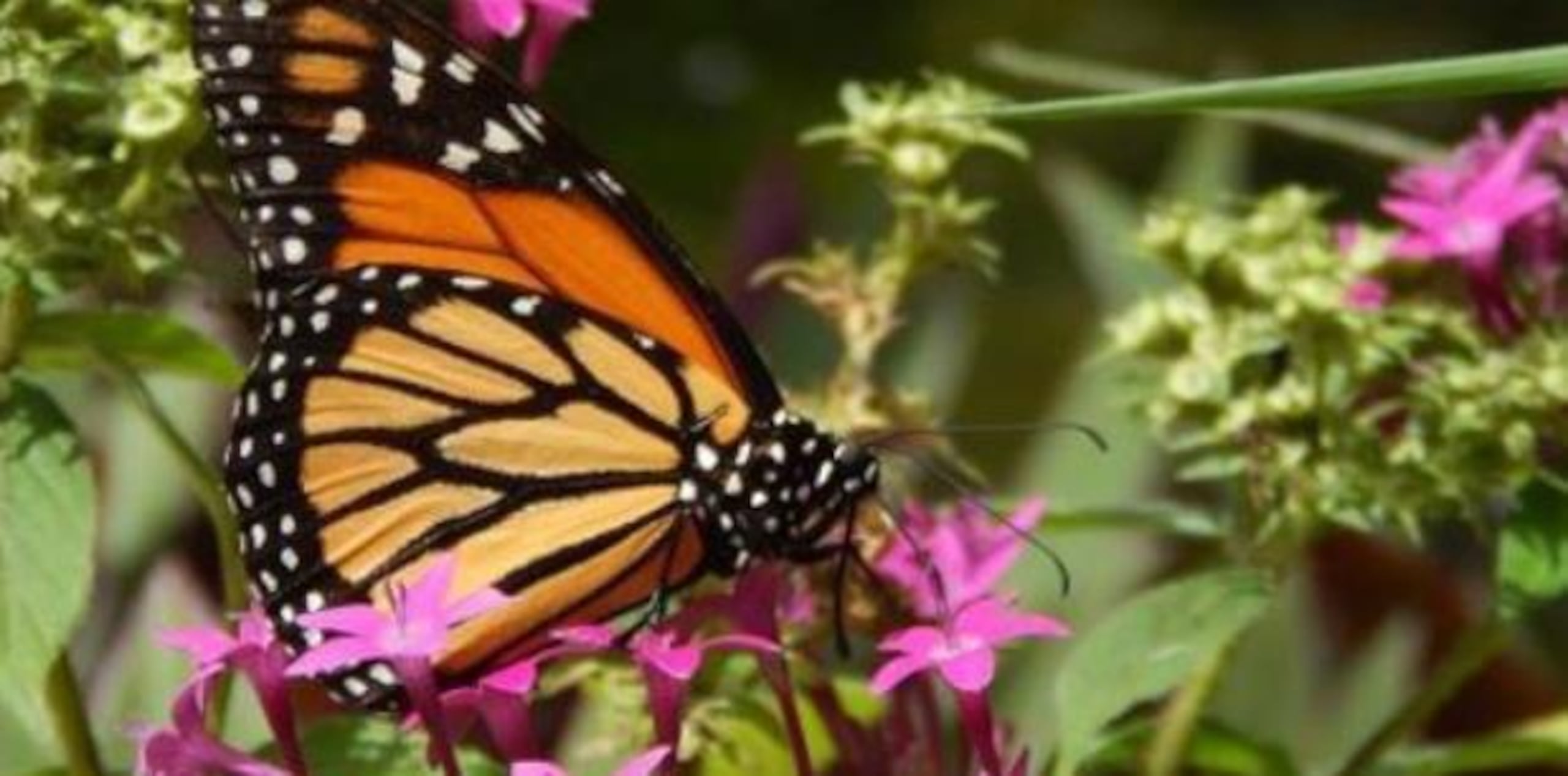 La población de mariposas fue la mayor del invierno desde 2006-2007.