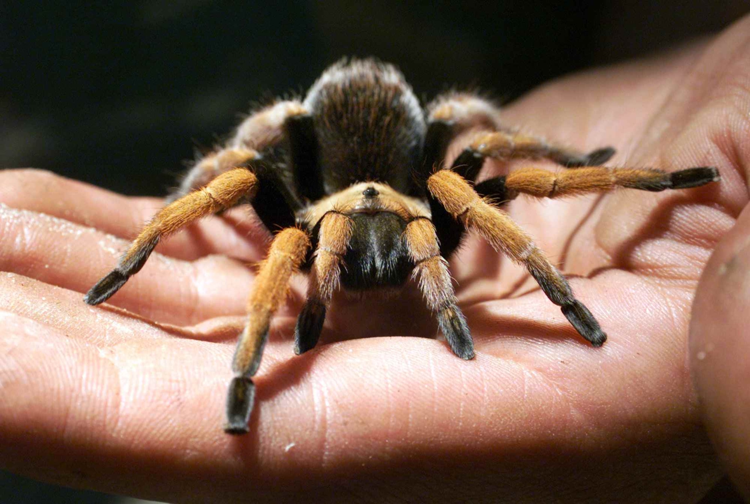 Las tarántulas robadas son mascotas de un hombre en Georgia. (AP / Victoria Arocho)