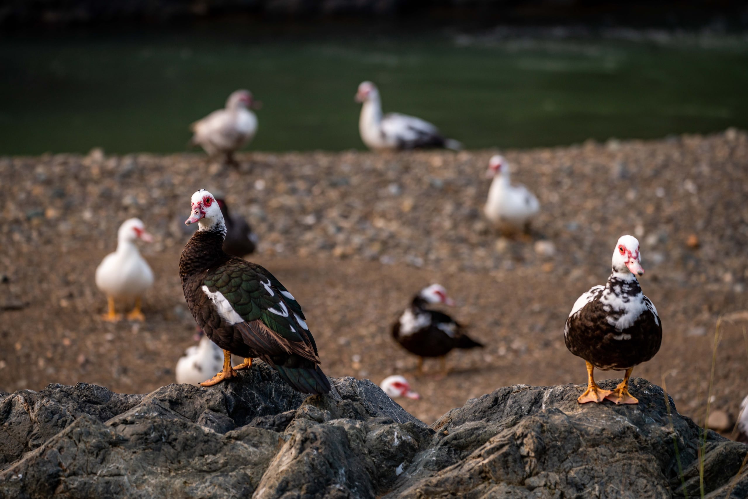 En Cabo Rojo donde se reportó la muerte de aproximadamente 20 patos de una población de 35 aves. (Archivo / GFR Media)
