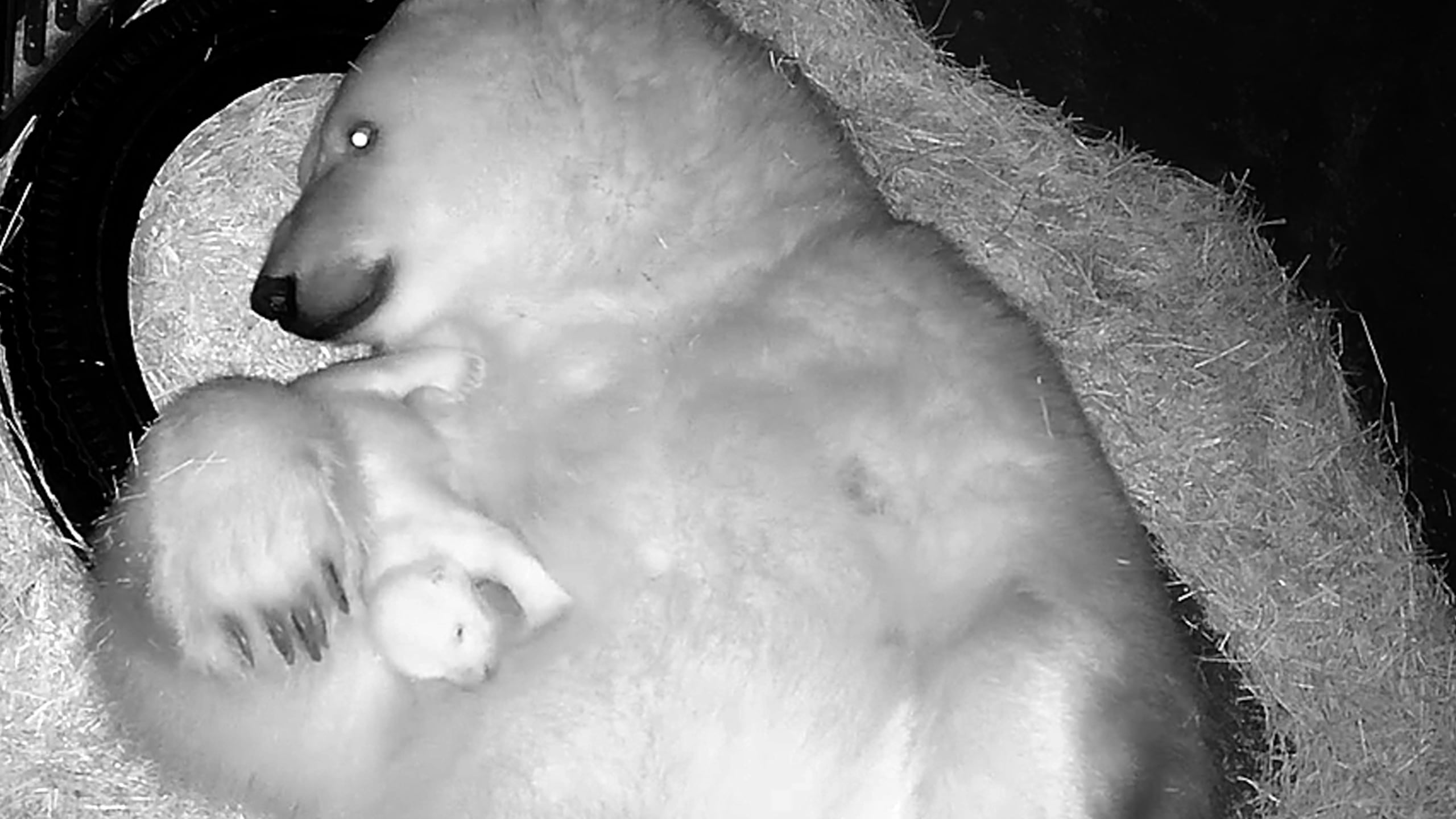 Fotografía cedida por el Acuario de Sao Paulo, que muestra a la osezna polar Nur, hija de Aurora y Peregrino, una pareja de osos rusos que convive desde hace 10 años en el acuario de São Paulo, en Brasil. (EFE/Acuario de São Paulo)