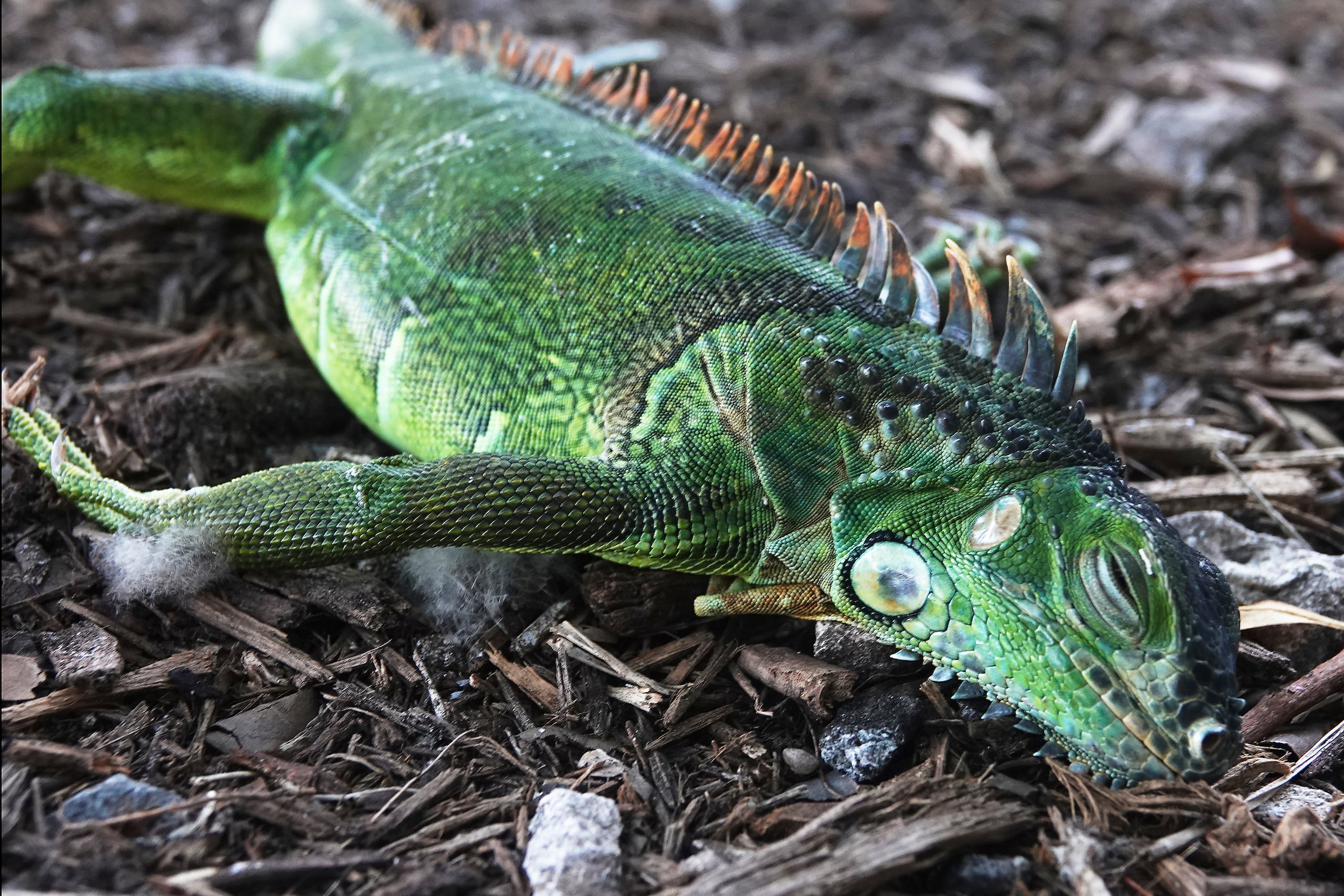 ARCHIVO - En esta foto del 22 de enero del 2020, una iguana aturdida yace en el suelo en el parque Cherry Creek, en Oakland Park, Florida. Como son reptiles de sangre fría, las iguanas que viven en árboles en el sur de Florida a menudo quedan paralizadas en el frío, lo que hace que caigan el suelo cuando la temperatura se desploma, aunque siguen vivas. (Joe Cavaretta/South Florida Sun-Sentinel vía AP)