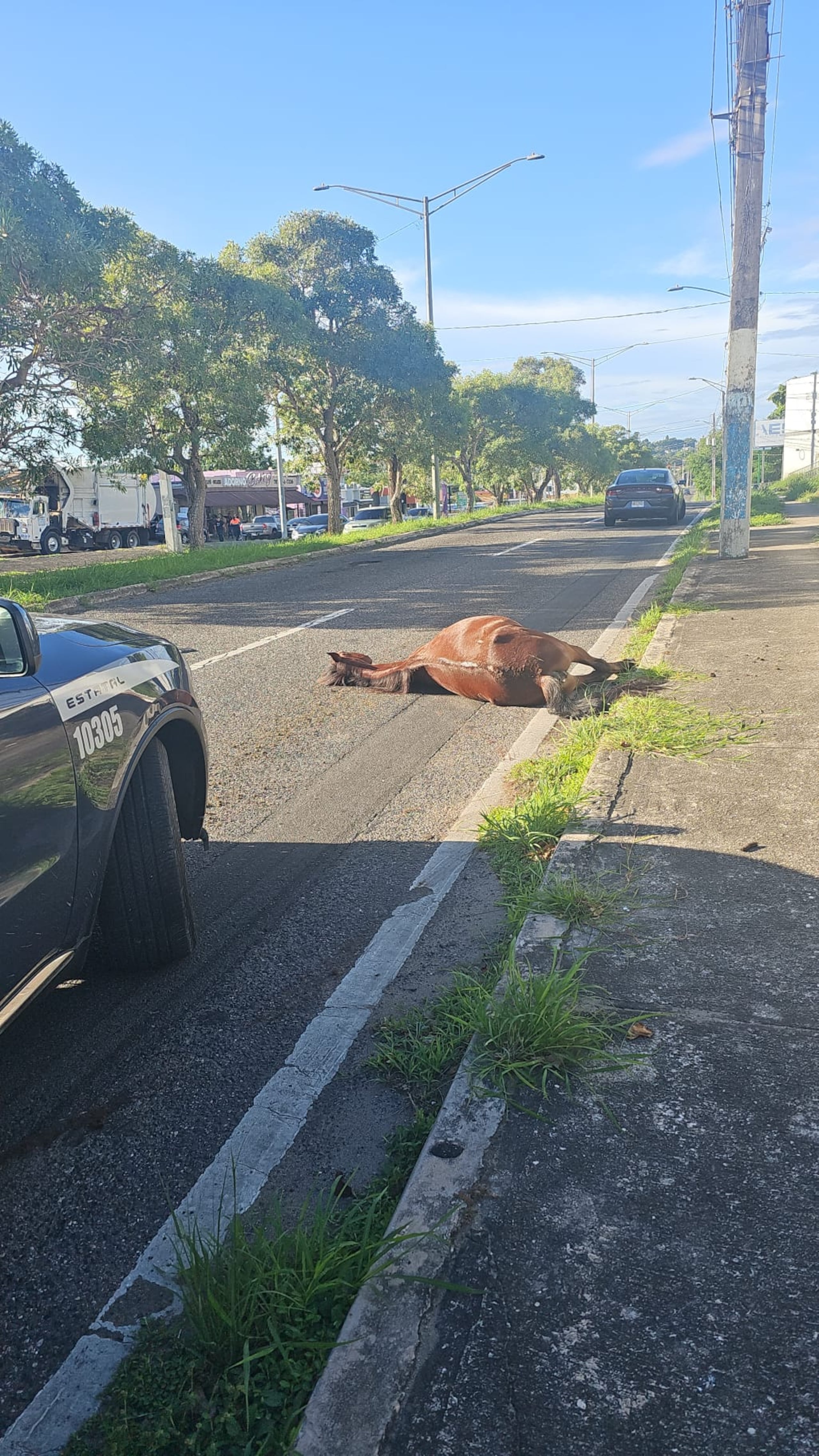 Accidente con equino en Arecibo