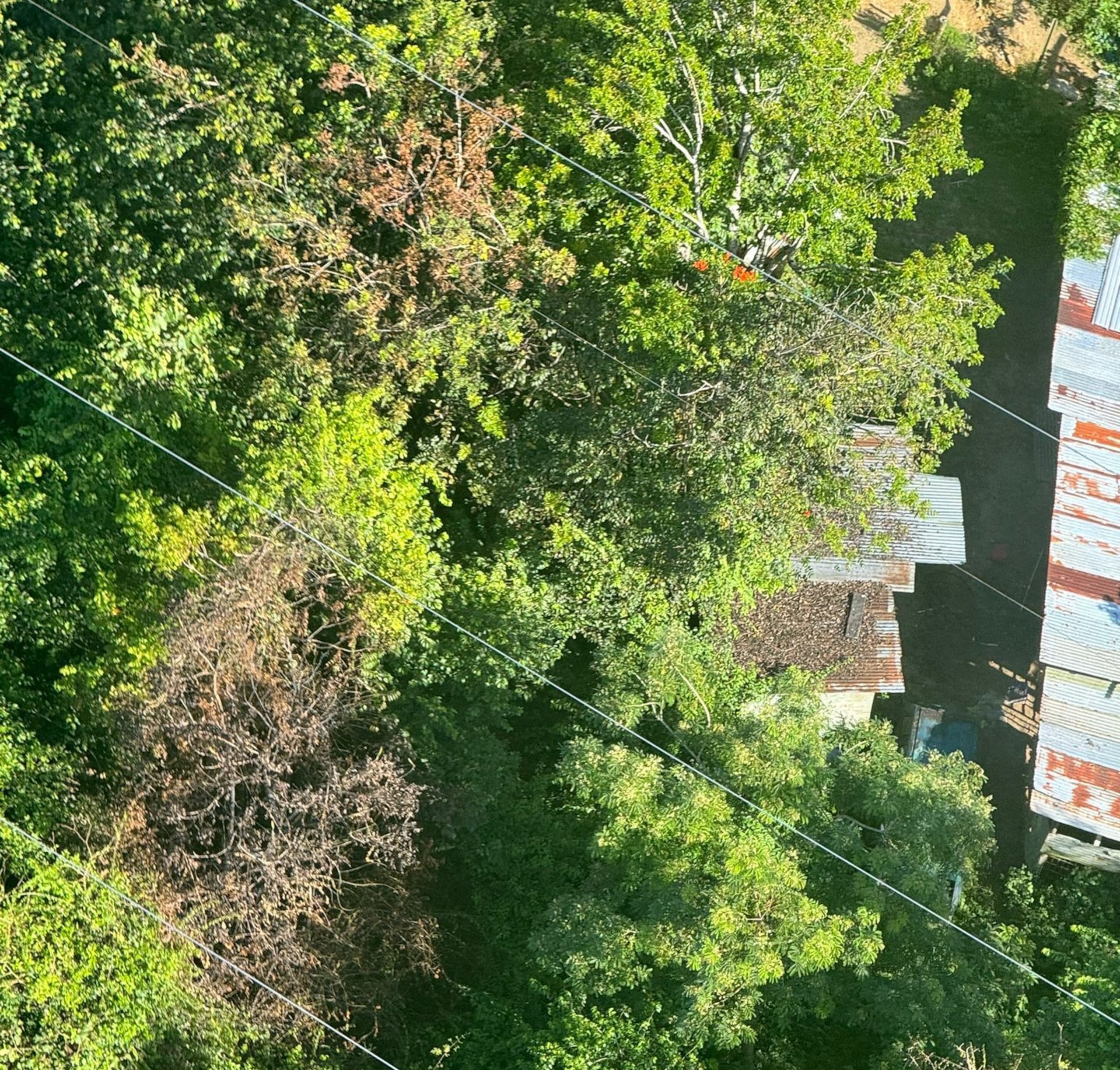 Fotografía que muestra las ramas de los árboles quemadas, tras supuestamente intervenir con las líneas eléctricas y causar un apagón que dejó a 350,000 abonados sin energía.