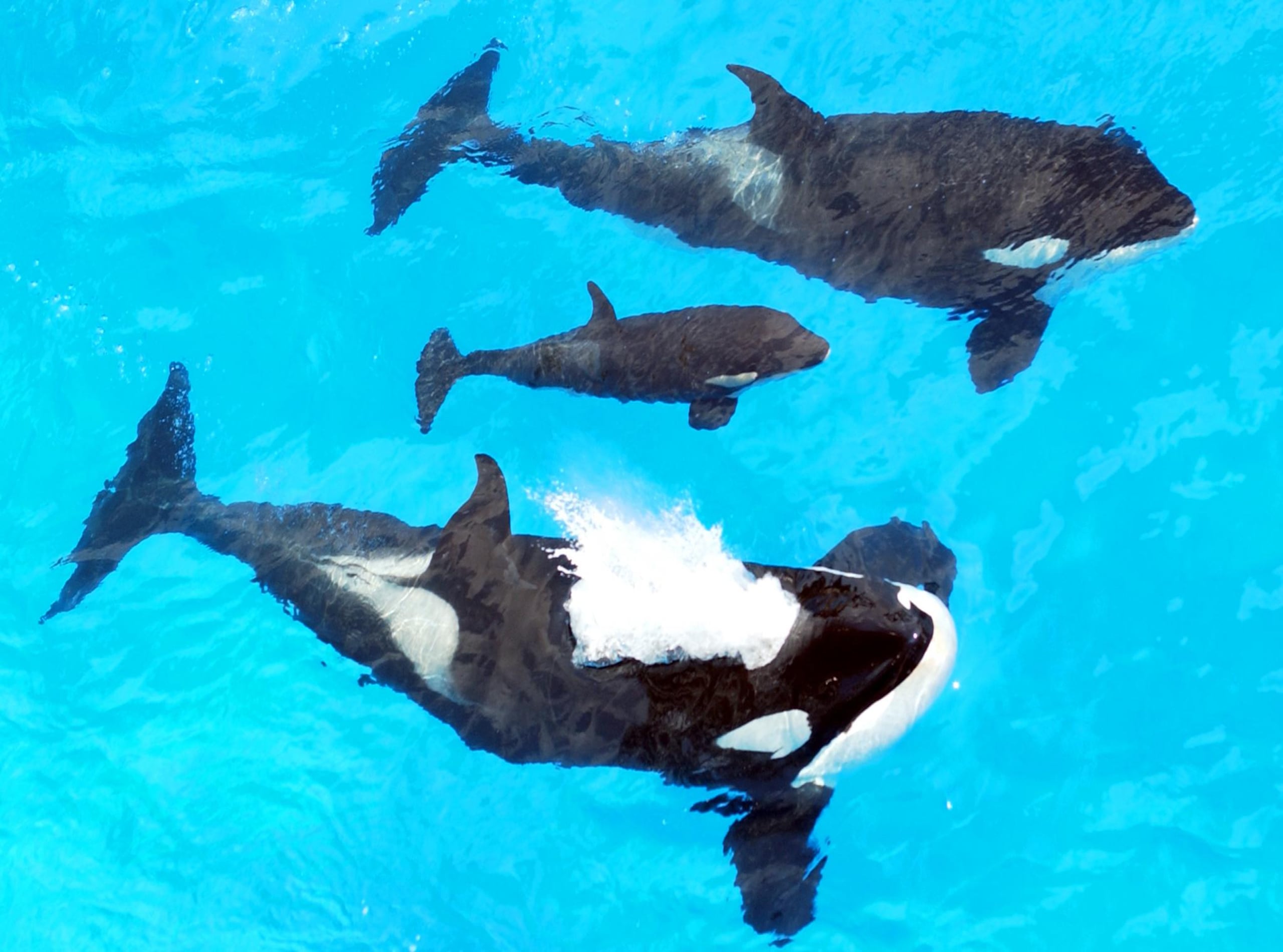 Katina (abajo) nada junto a su cría recién nacida (centro) y su descendiente de cinco años (al fondo), Unna, segundos después del nacimiento de la cría el 25 de agosto de 2002 en el parque SeaWorld en Orlando, Florida.