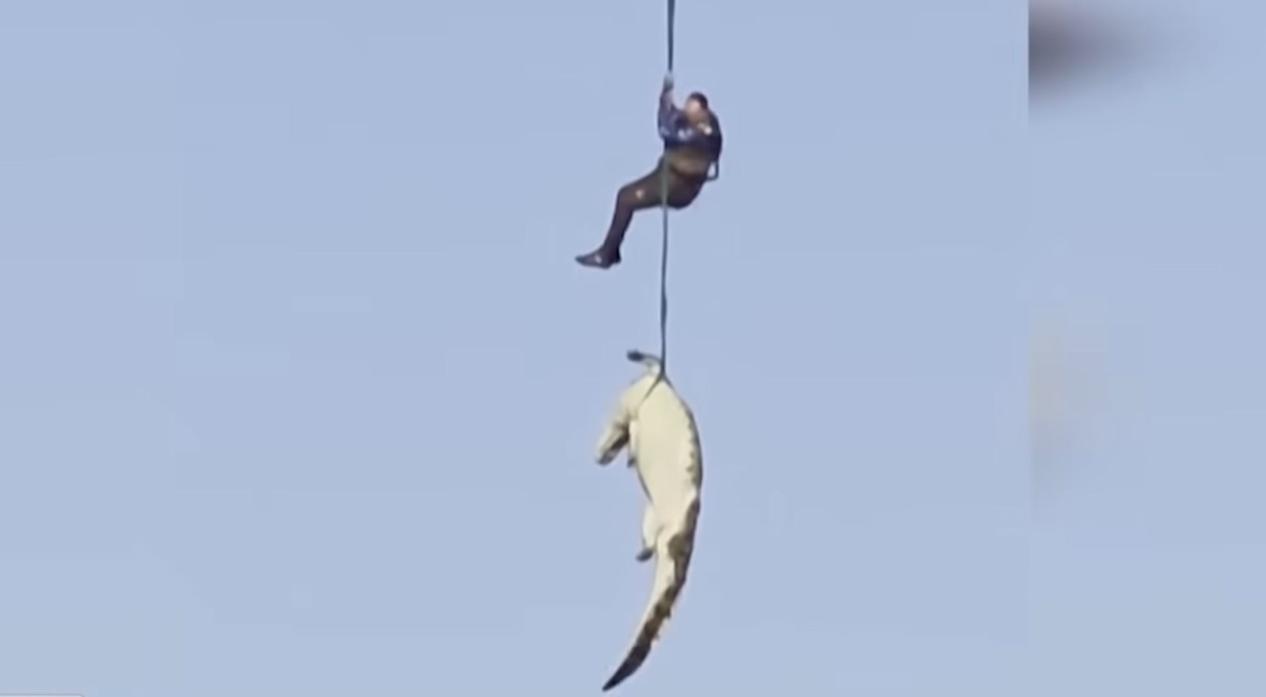 Imagen de cocodrilo recuperado en Sudáfrica con restos humanos en su interior.