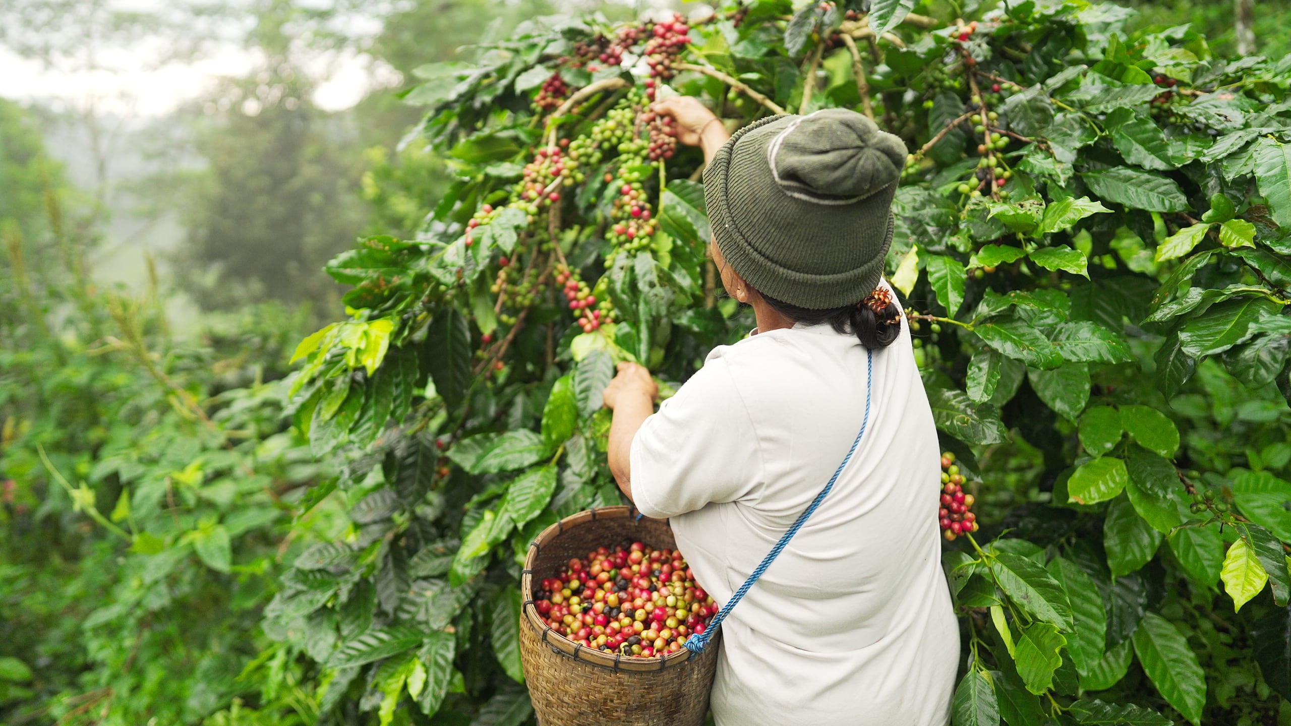Se estima que por un obrero migrante, los agricultores terminan pagando alrededor de $25,000 por la temporada contratada.