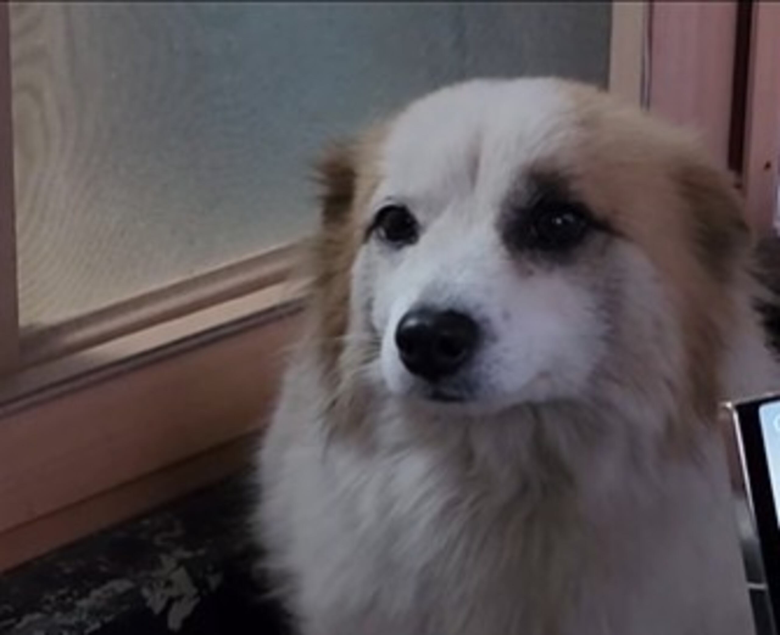 Tras su rescate, mile de personas han manifestado su deseo de adoptar a Pudding.