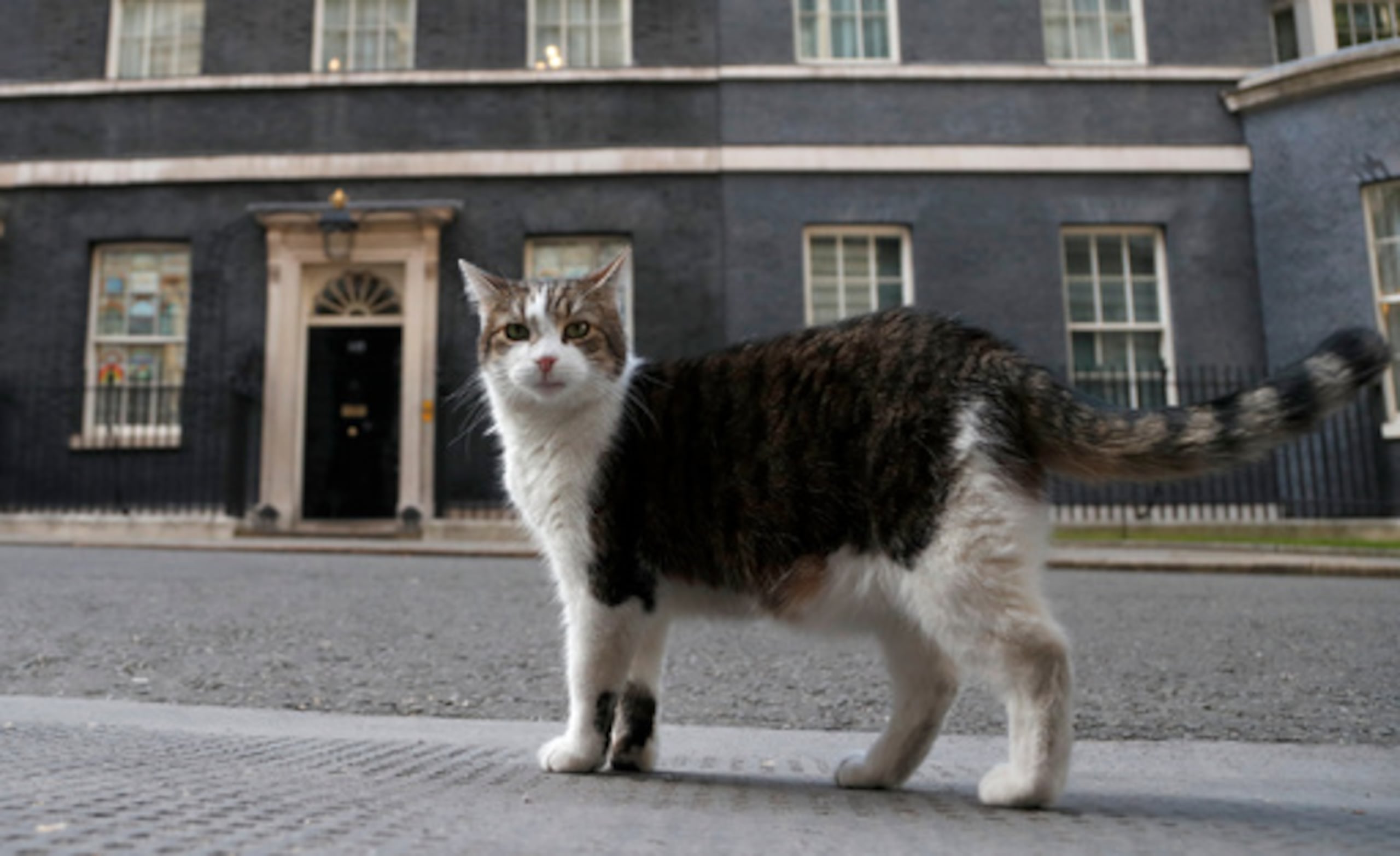 Larry, el gato oficial de 10 Downing Street camina fuera de 10 Downing Street antes del Clap for Carers a nivel nacional para reconocer y apoyar a los trabajadores y cuidadores del Servicio Nacional de Salud (NHS) que luchan contra la pandemia de coronavirus, en Londres, jueves 21 de mayo de 2020. (AP Photo/Frank Augstein, Archivo)