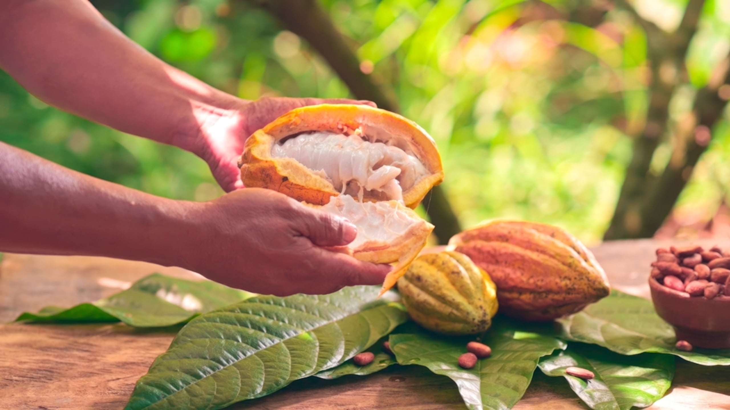 De acuerdo con la ICCO, el consumo anual de cacao se estima entre 4 y 5 millones de toneladas métricas anualmente..